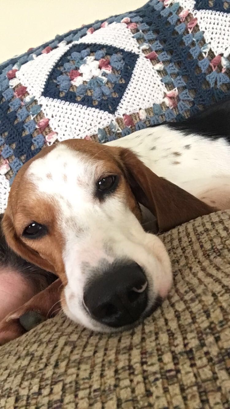 adoptable Dog in Powhatan,VA named waylon