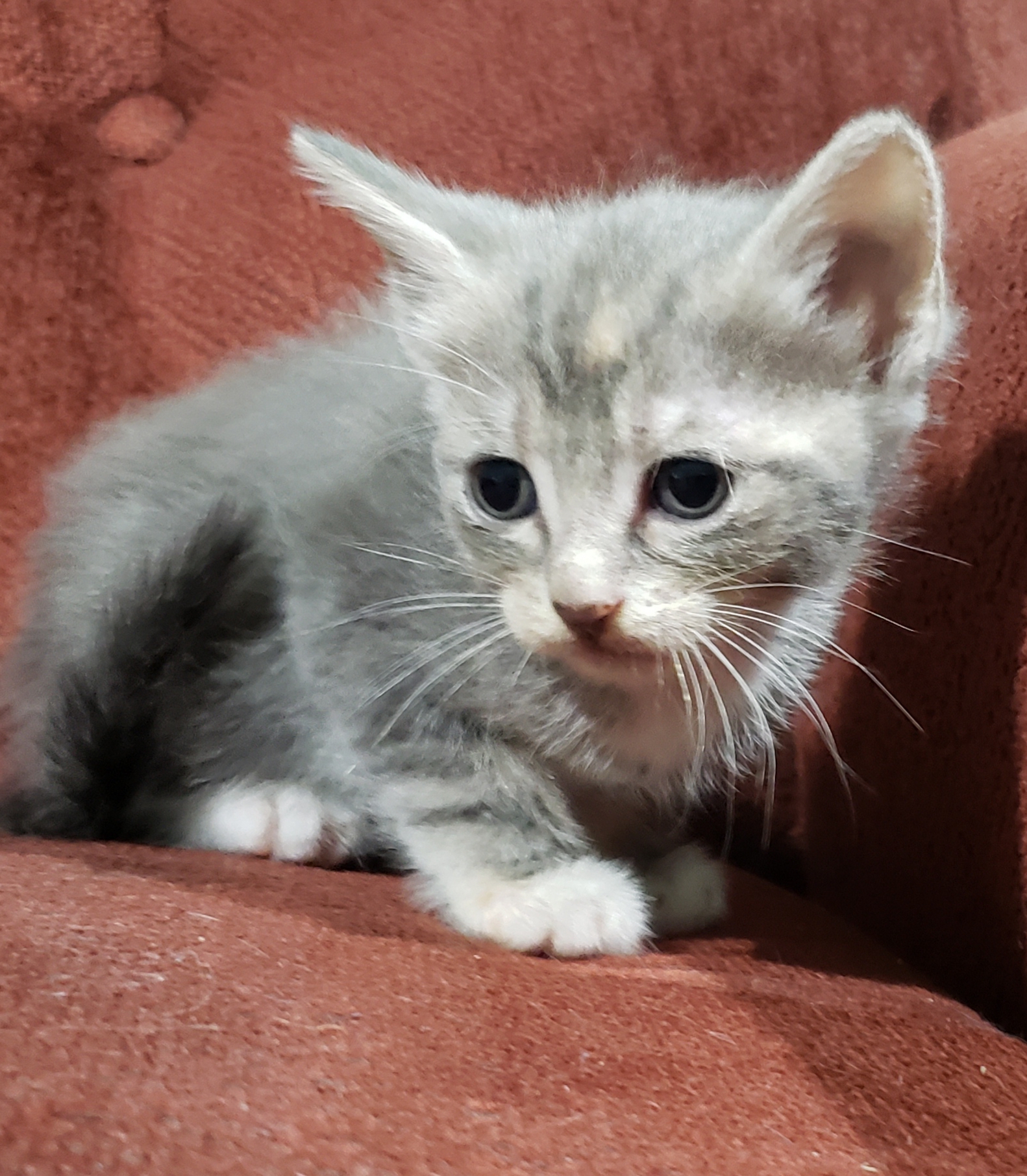 adoptable Cat in Baton Rouge,LA named 10 kittens
