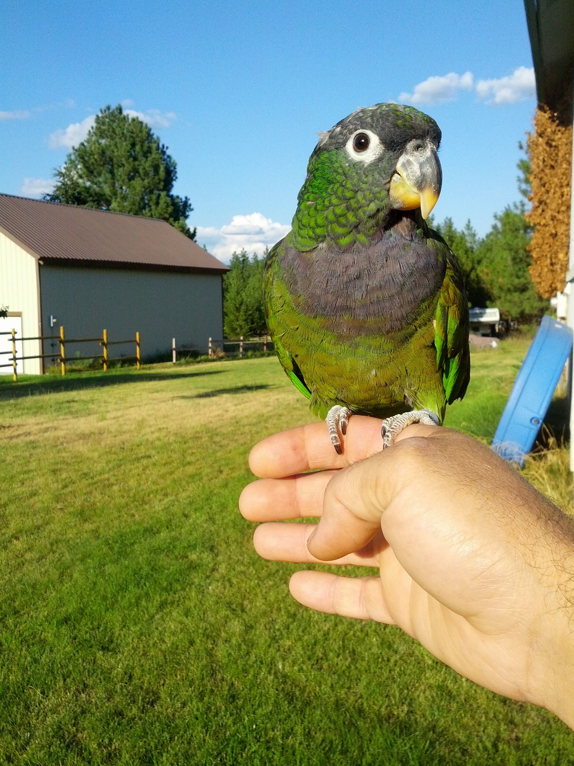 adoptable Bird in Nine Mile Falls,WA named Gizmo