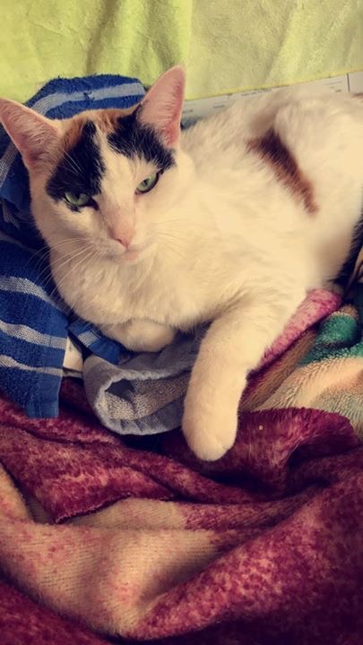 adoptable Cat in Mesa,AZ named Fiona