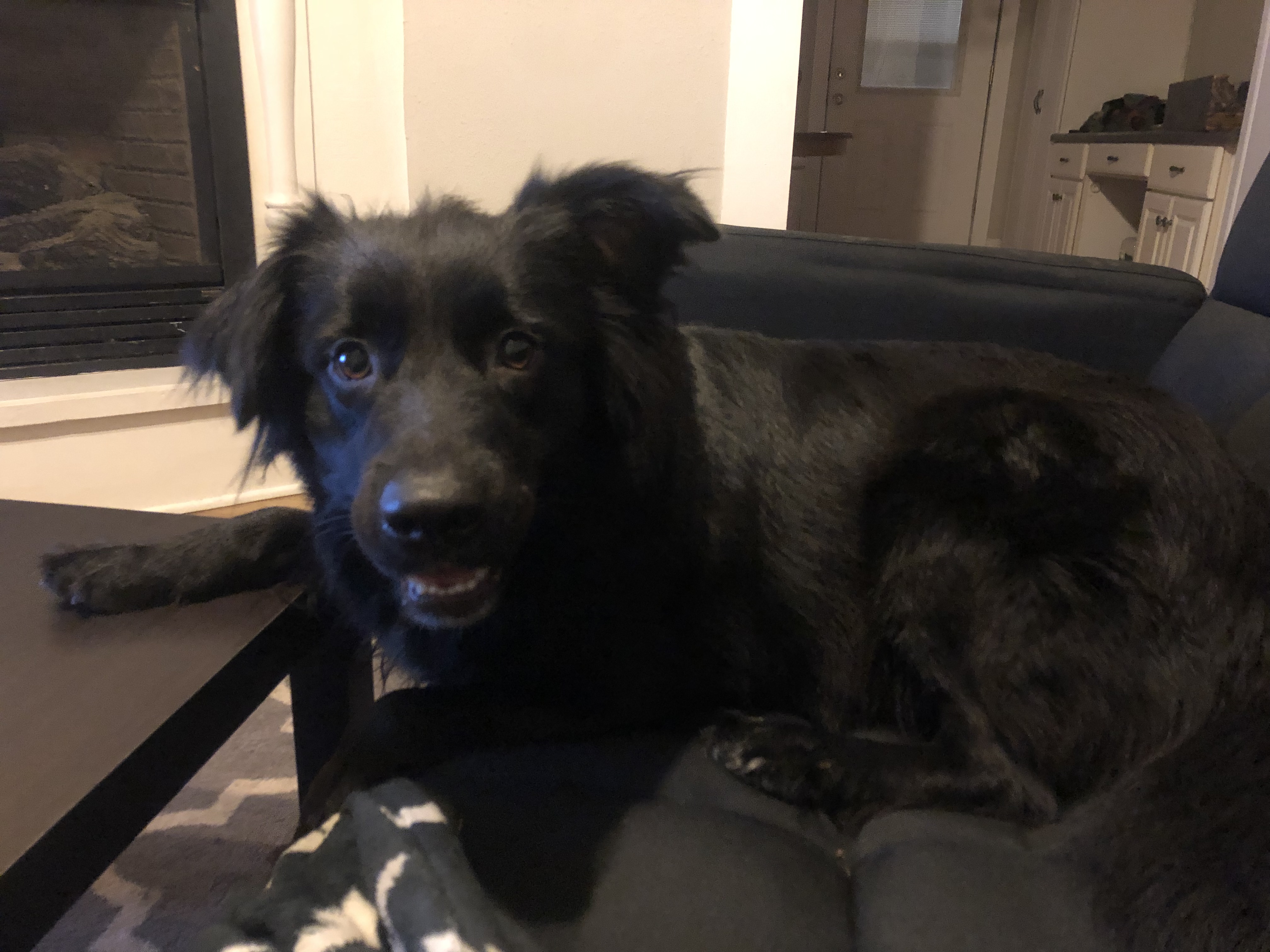 adoptable Dog in Springfield,MO named Bella