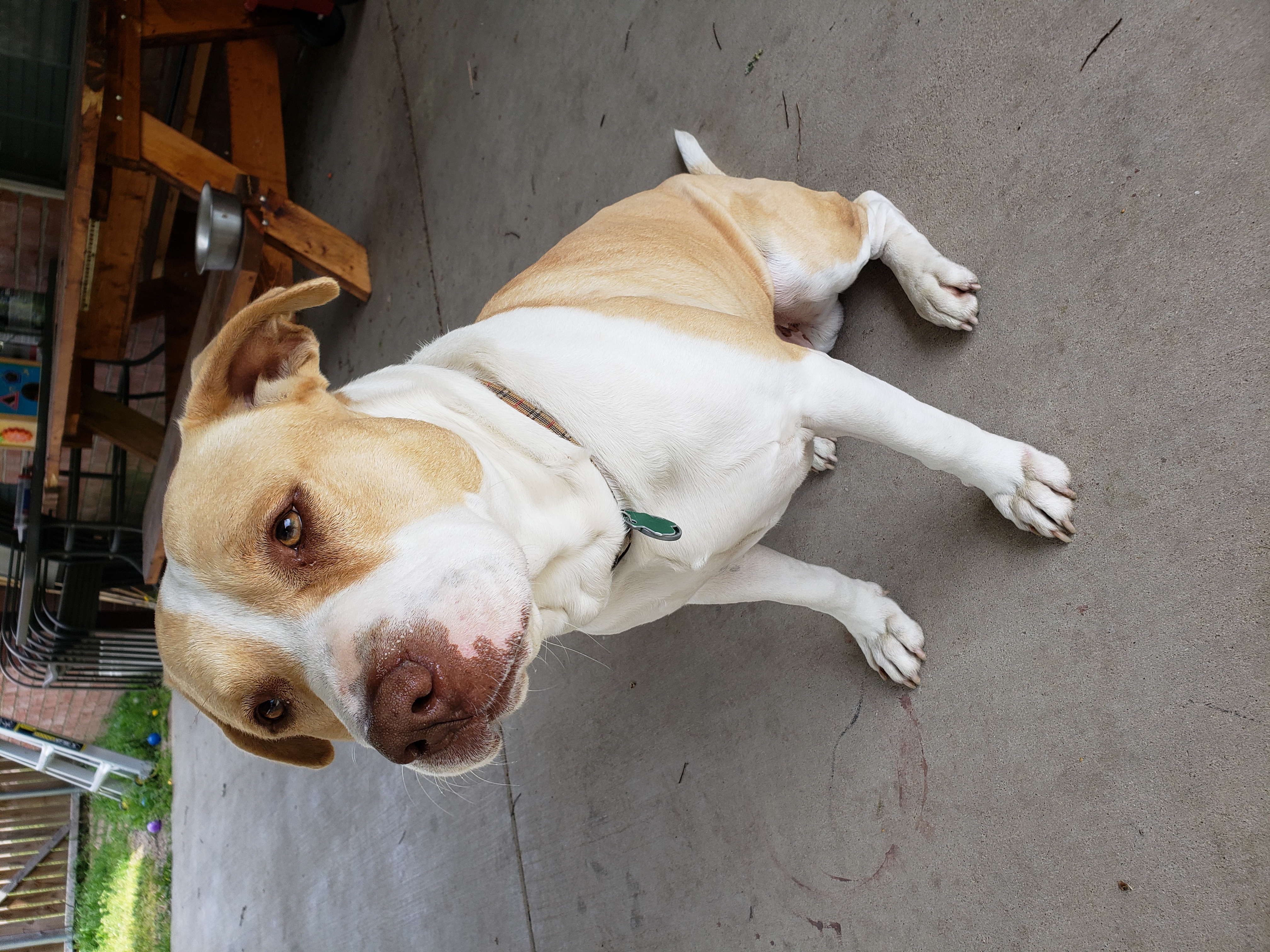 adoptable Dog in Mesquite,TX named Whiskey 