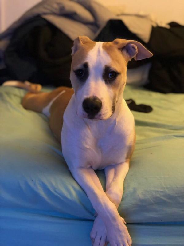 adoptable Dog in Norwood,MA named Layla