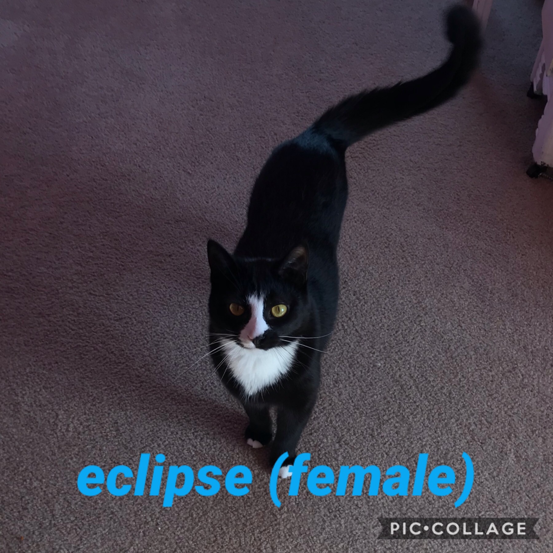 adoptable Cat in Avoca,MI named Eclipse