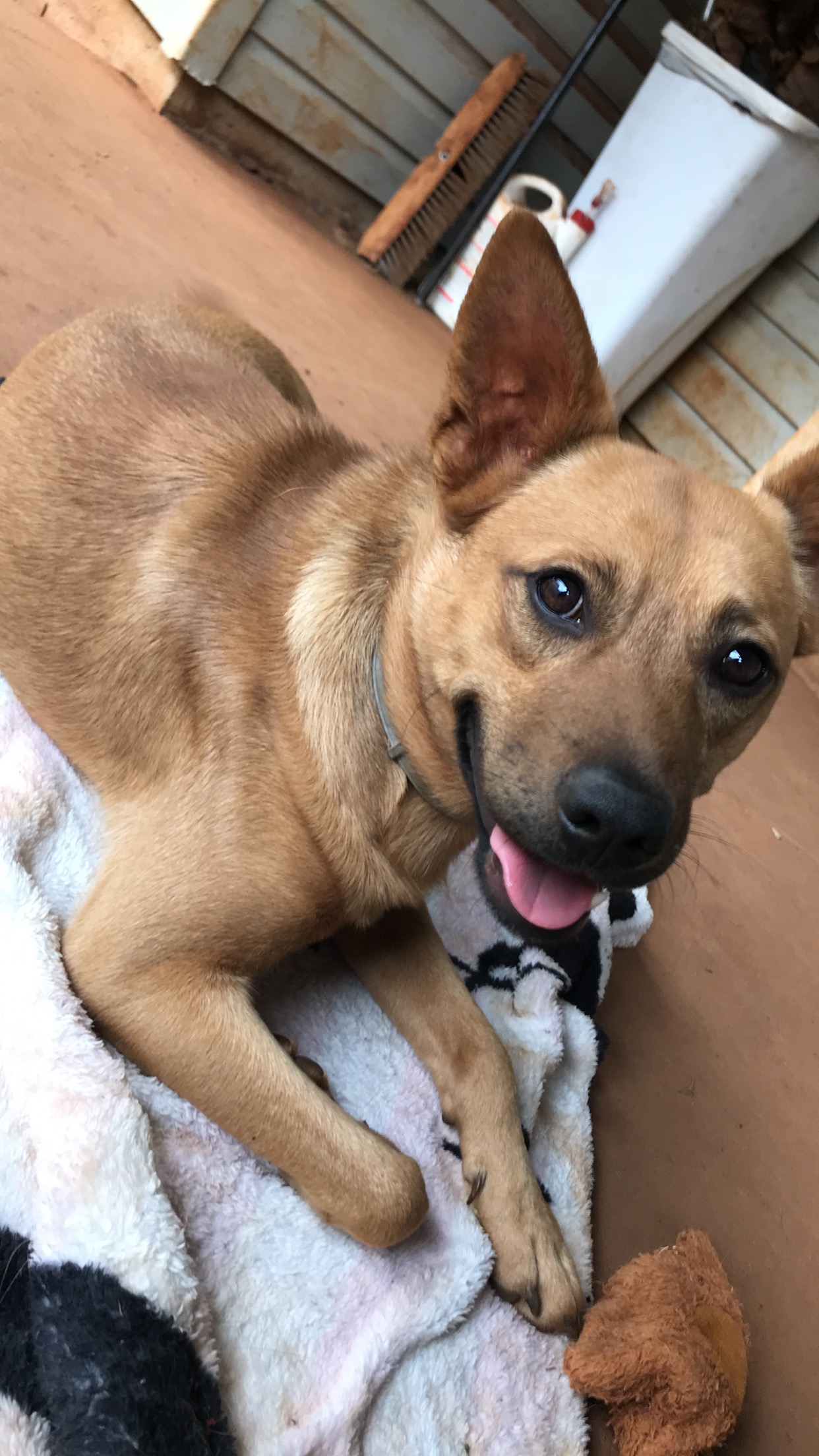 adoptable Dog in Colorado Springs,CO named Oofta