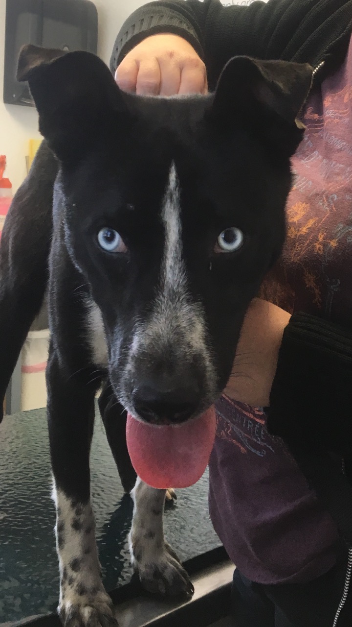 adoptable Dog in Whittier,CA named Blue