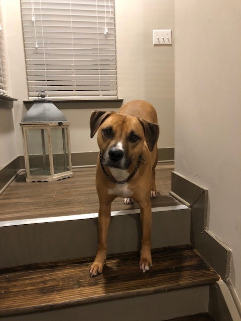 adoptable Dog in Thompsons Station,TN named Winston