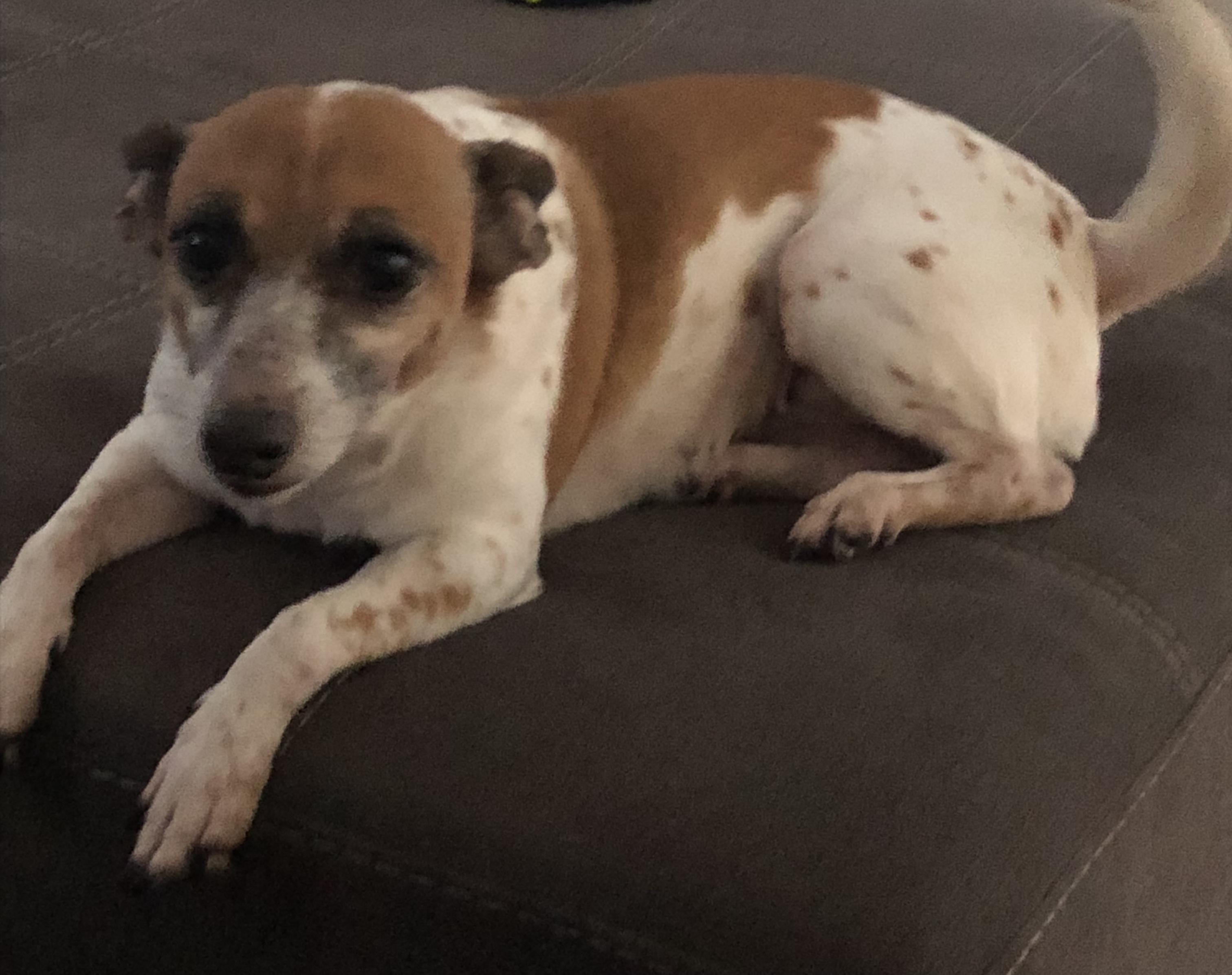 adoptable Dog in Hudson,FL named Sophie