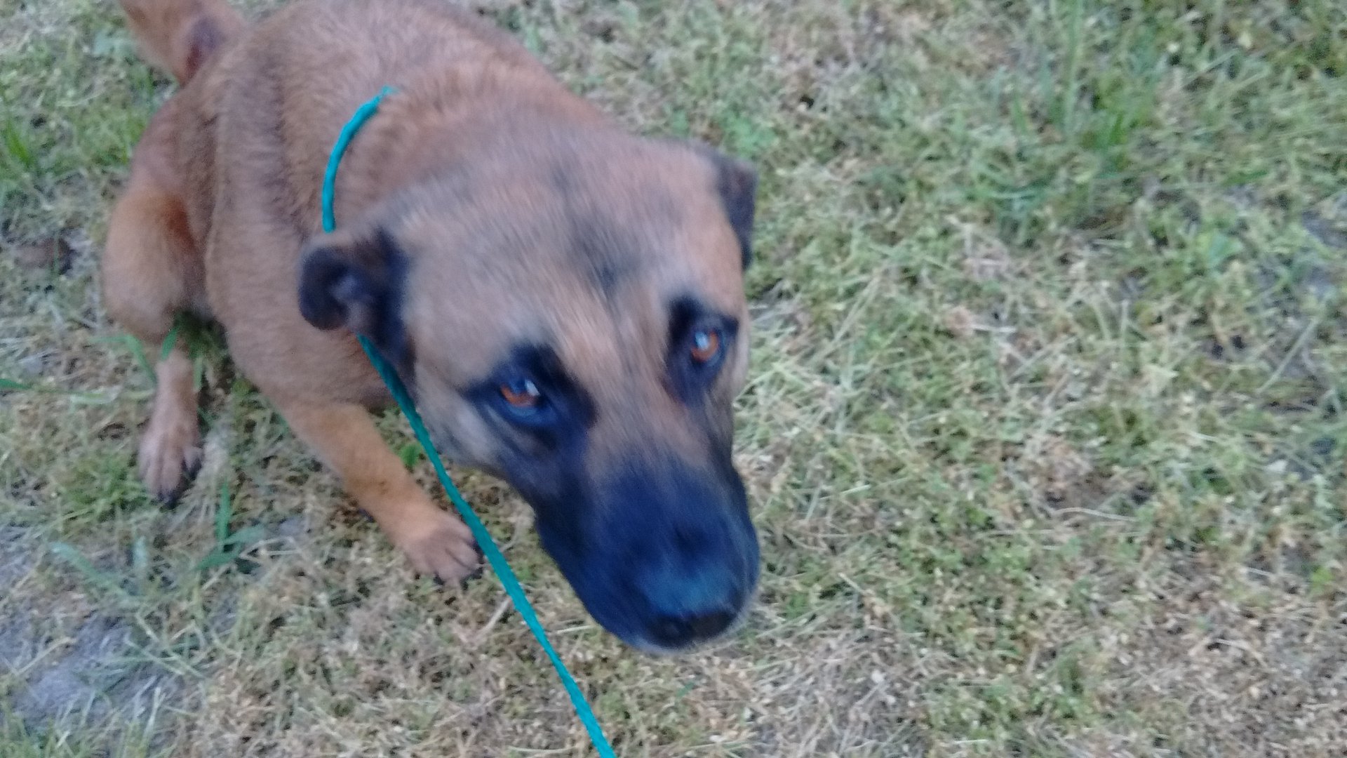 adoptable Dog in Kerens,TX named Turkey