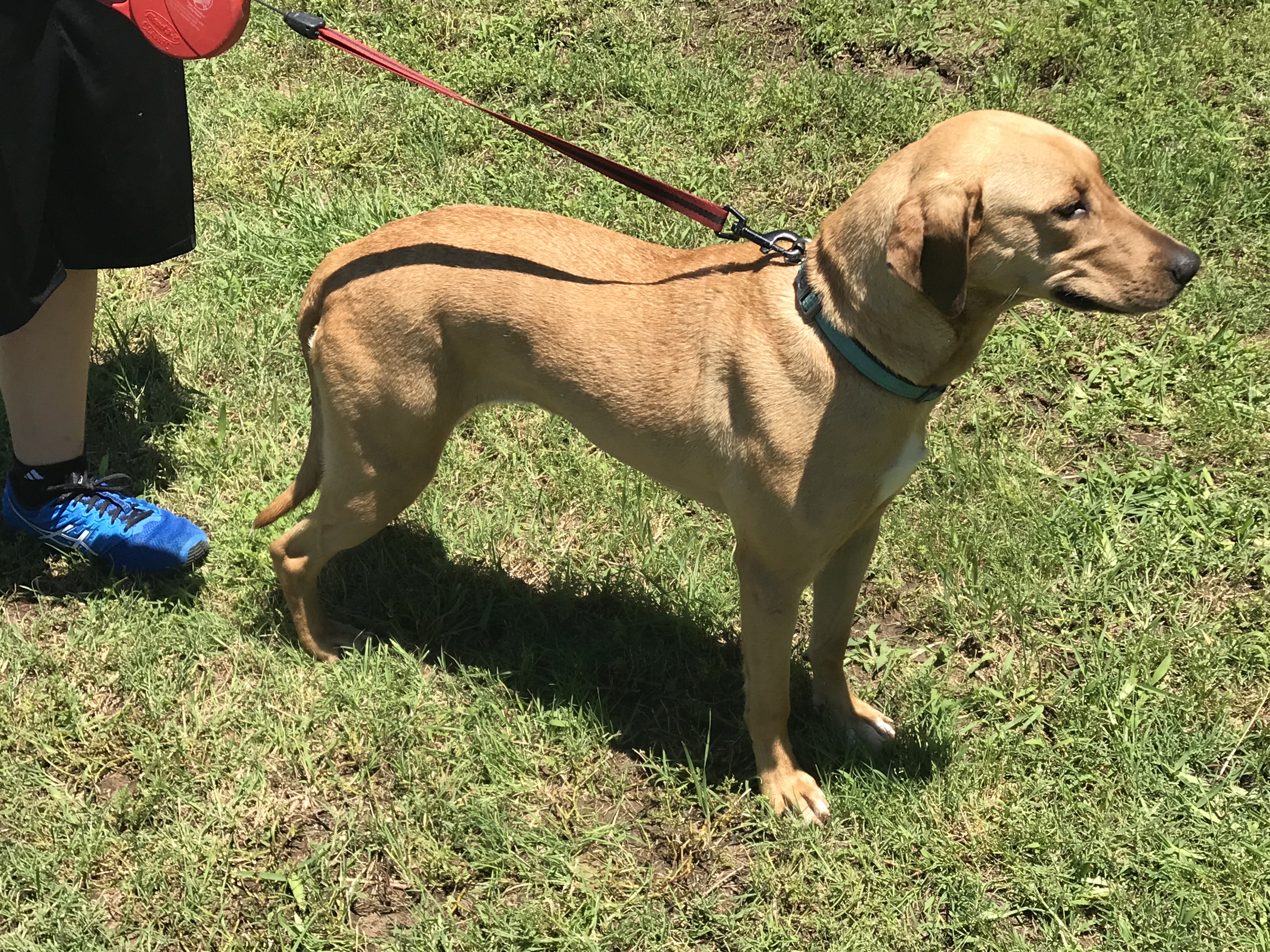 adoptable Dog in Decatur,TX named Fern