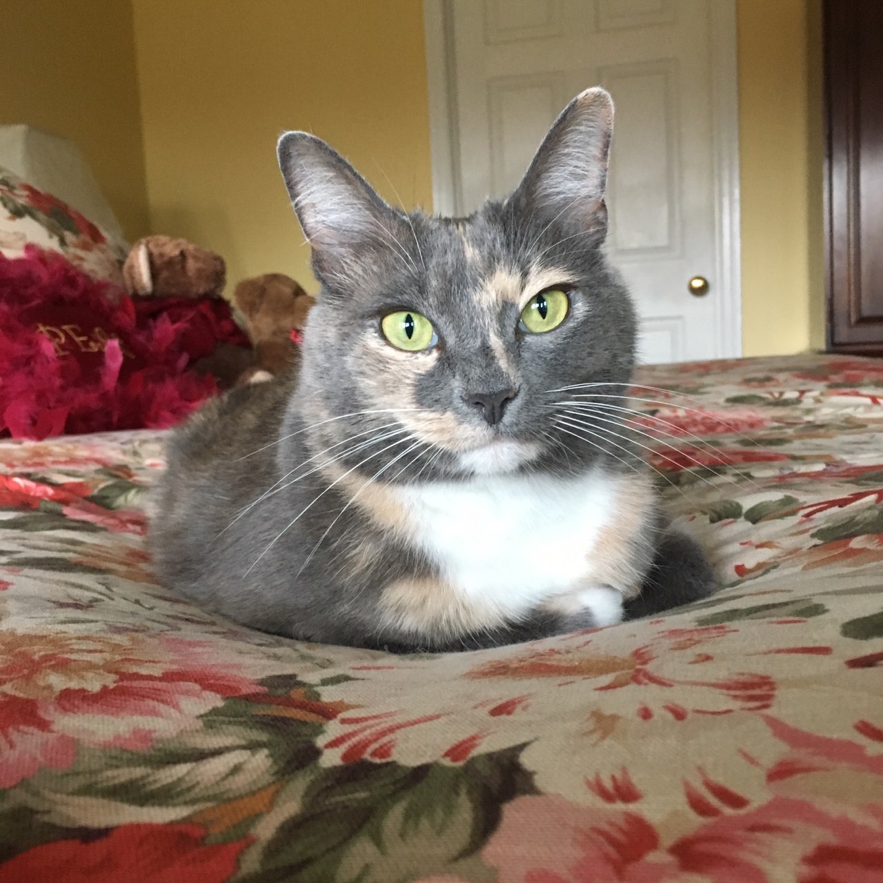 adoptable Cat in Old Hickory,TN named Luna