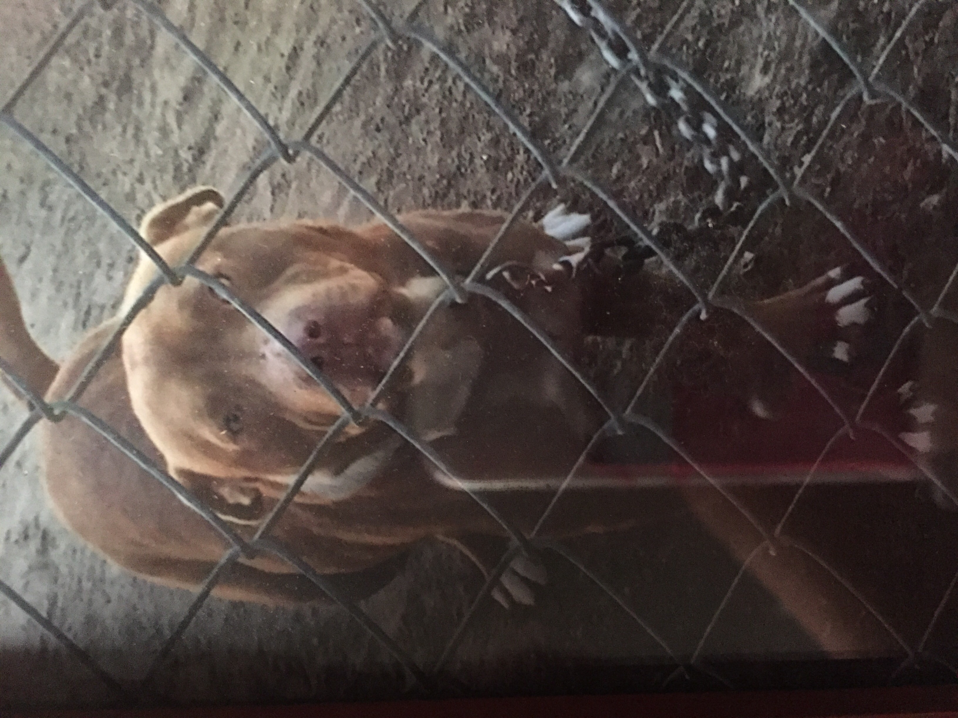 adoptable Dog in Loris,SC named Sheba