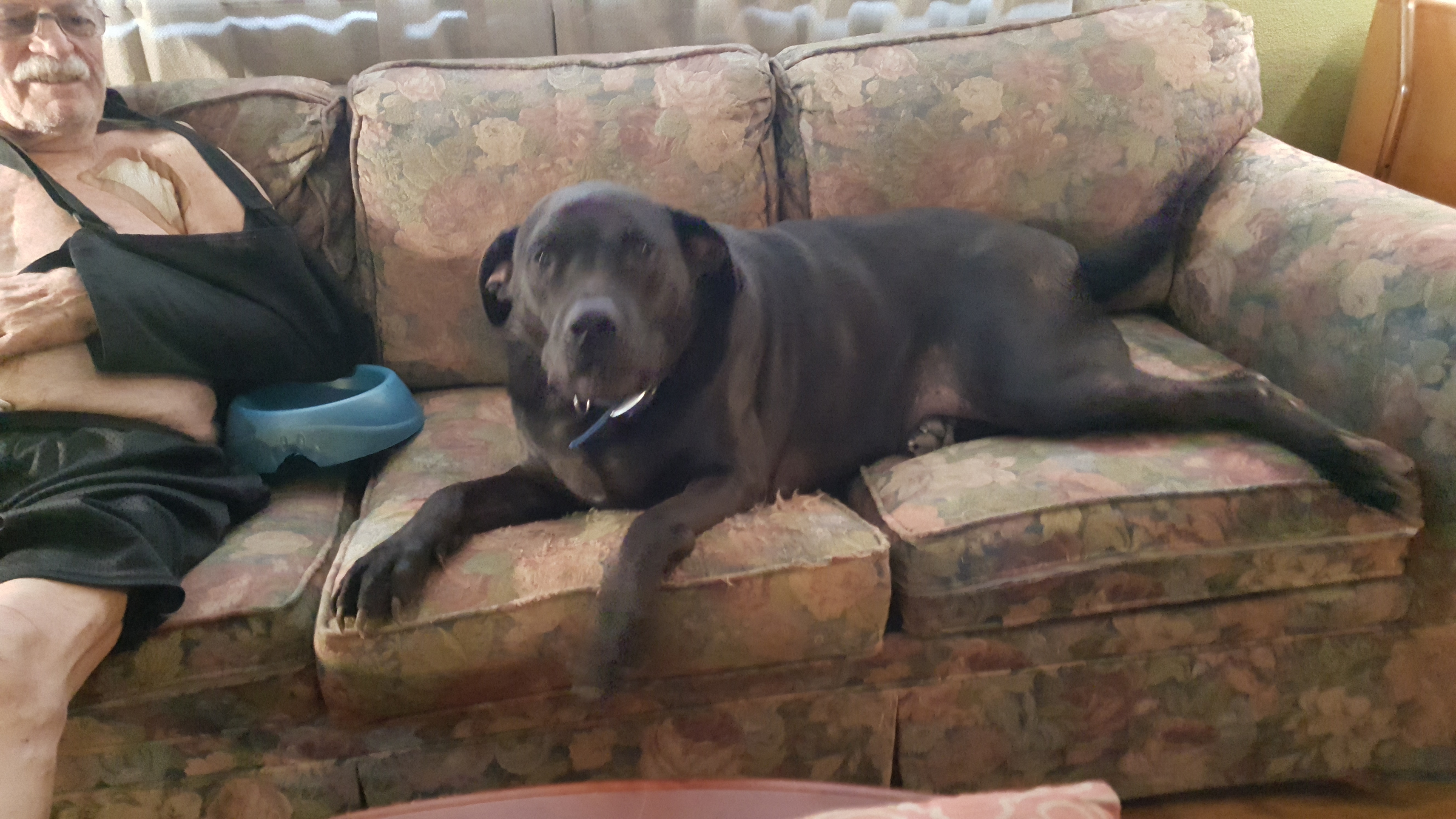 adoptable Dog in Mesa,AZ named Thunder
