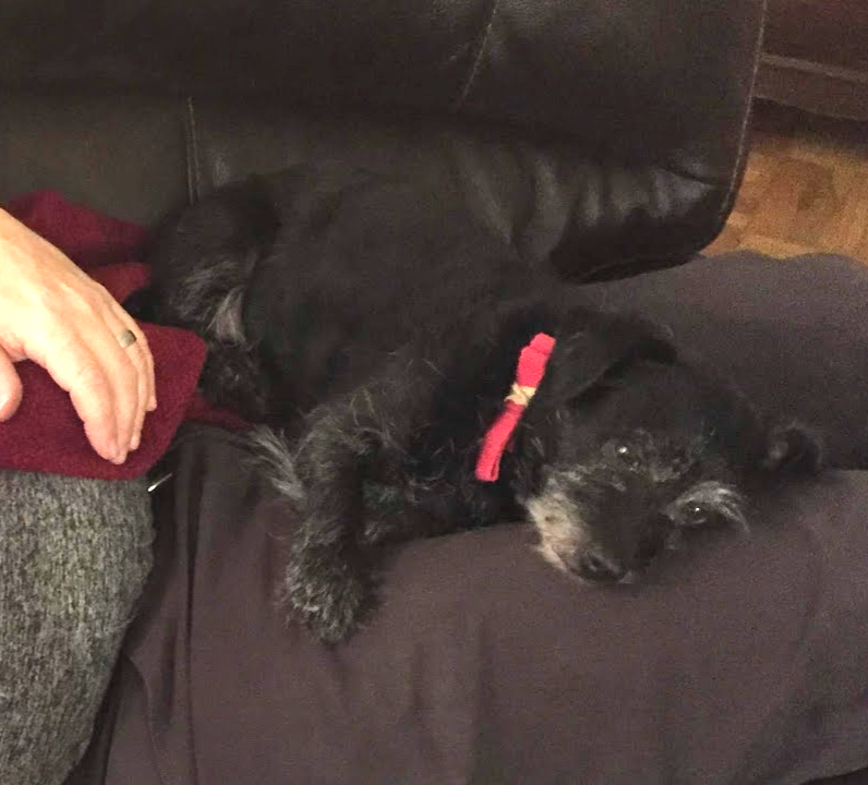 adoptable Dog in Salt Lake City,UT named Barney