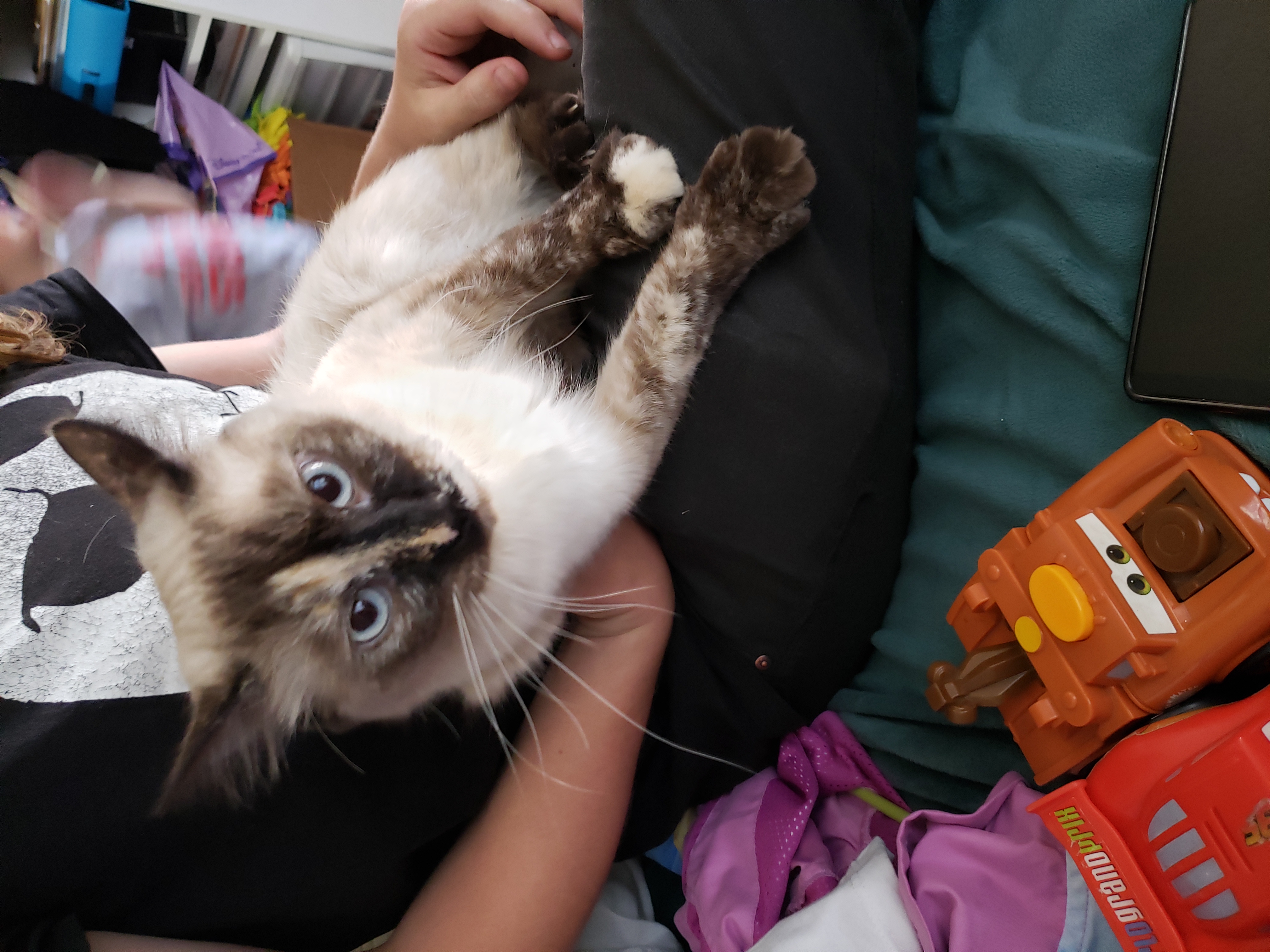 adoptable Cat in Albuquerque,NM named Steve