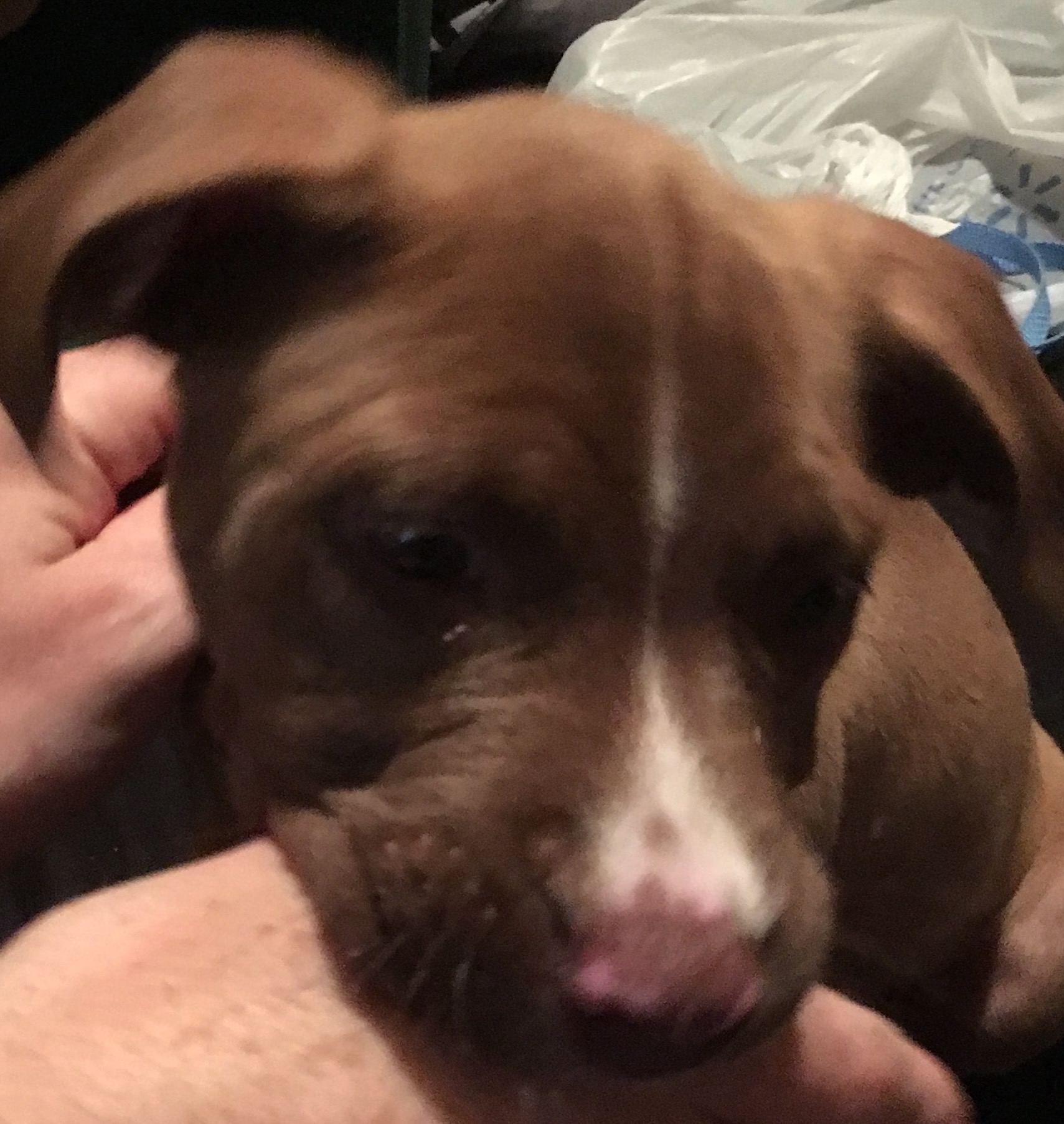 adoptable Dog in Christiana,TN named Zeus