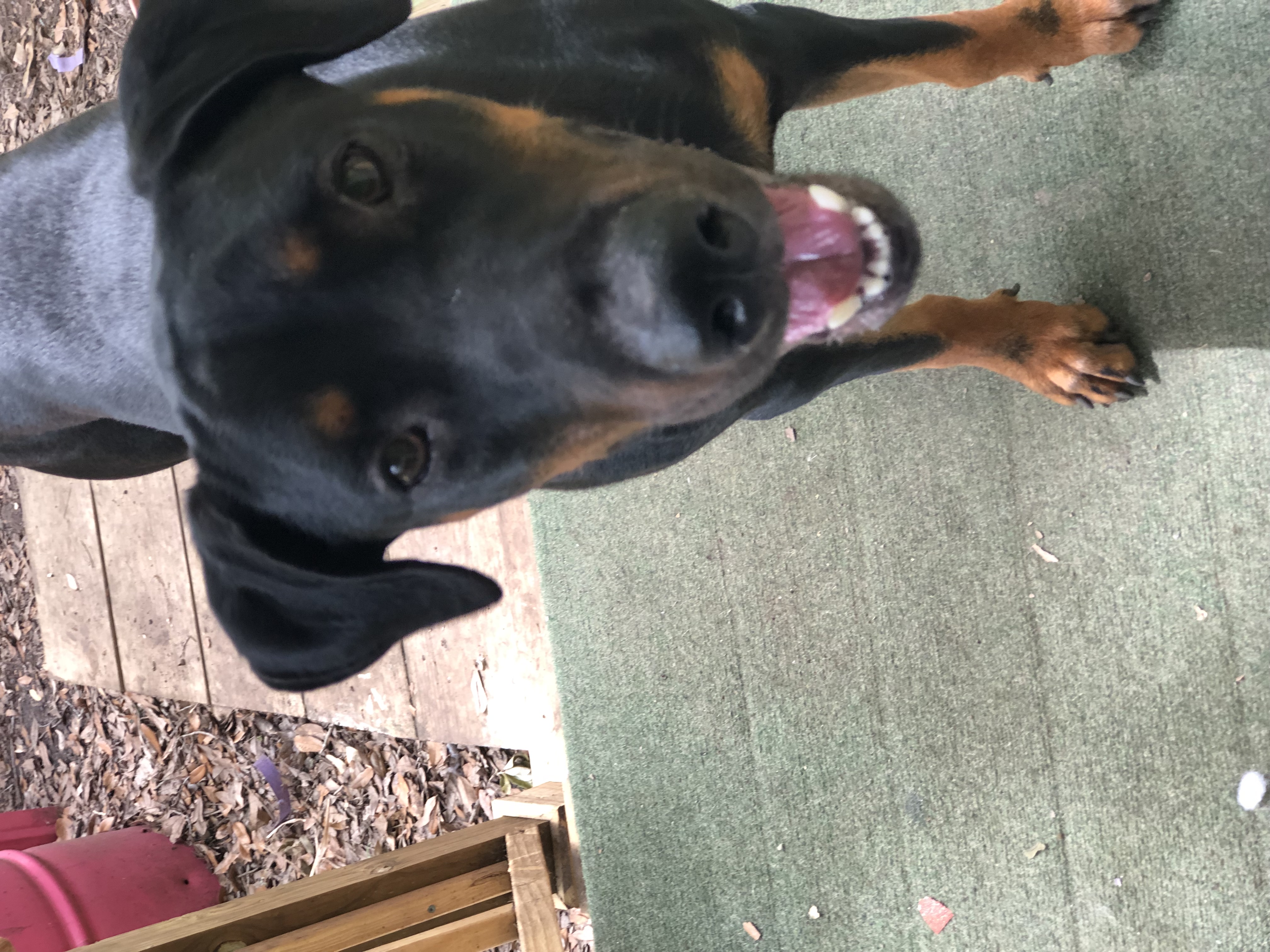 adoptable Dog in Irvington,AL named Blaze