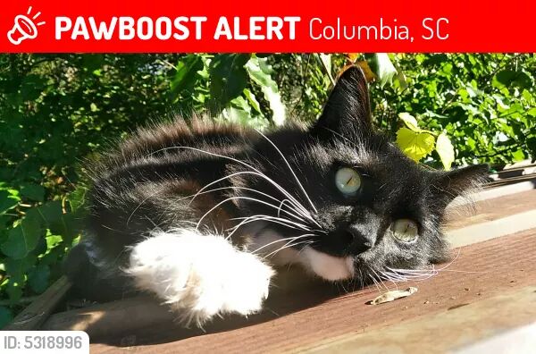 adoptable Cat in West Columbia,SC named Oynx