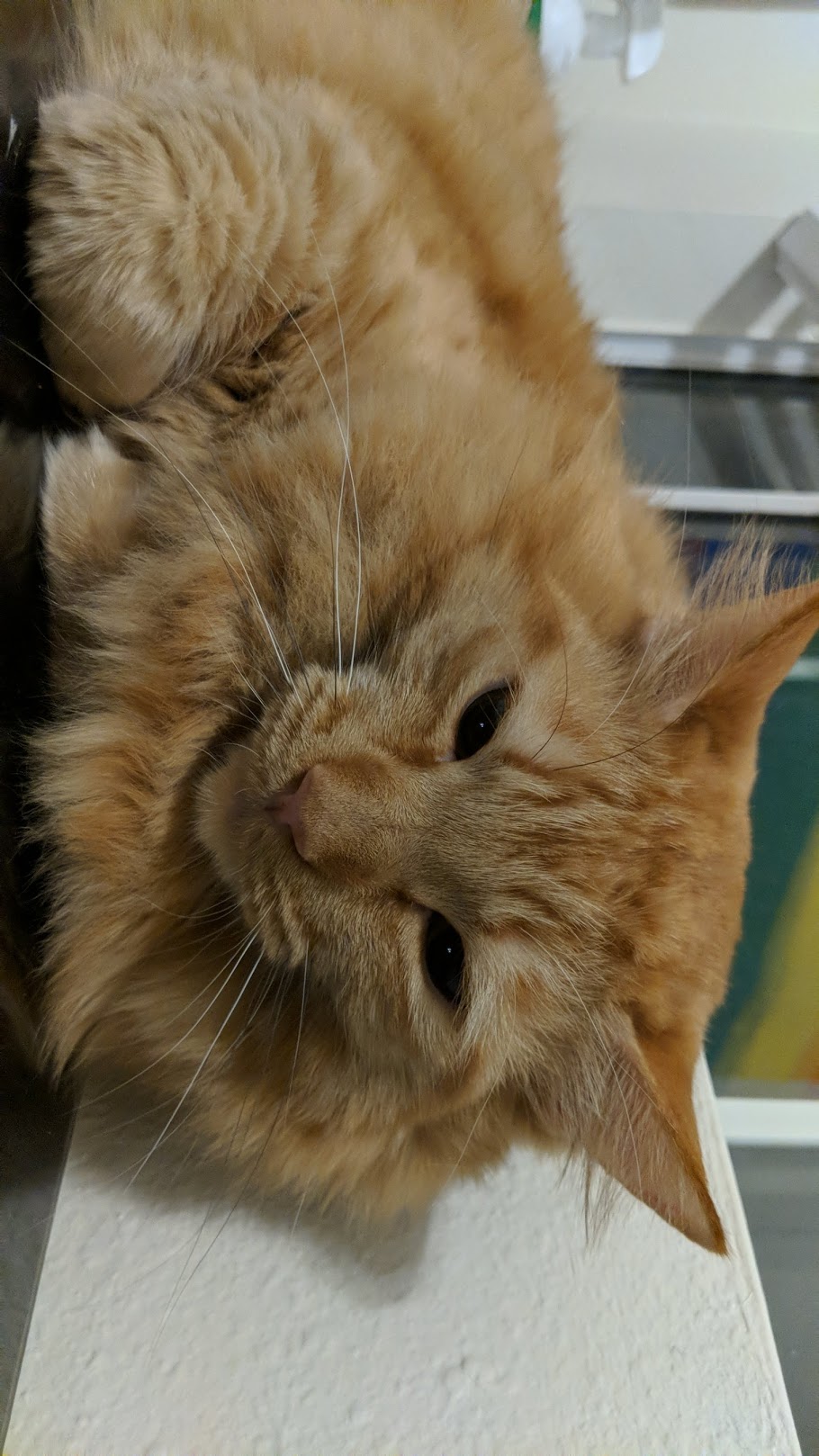 adoptable Cat in Las Vegas,NV named Spritzer
