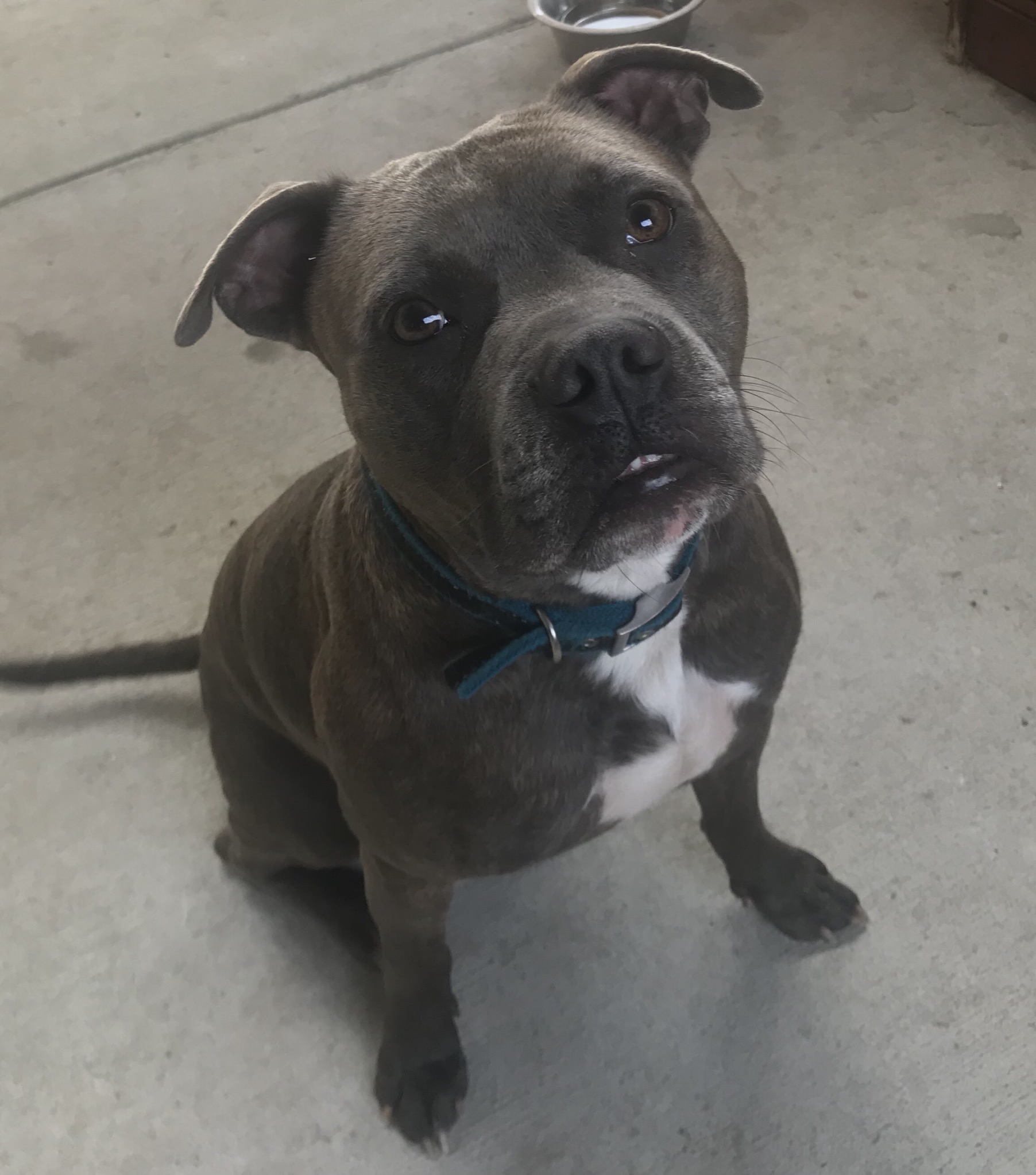 adoptable Dog in Groveland,FL named Bane