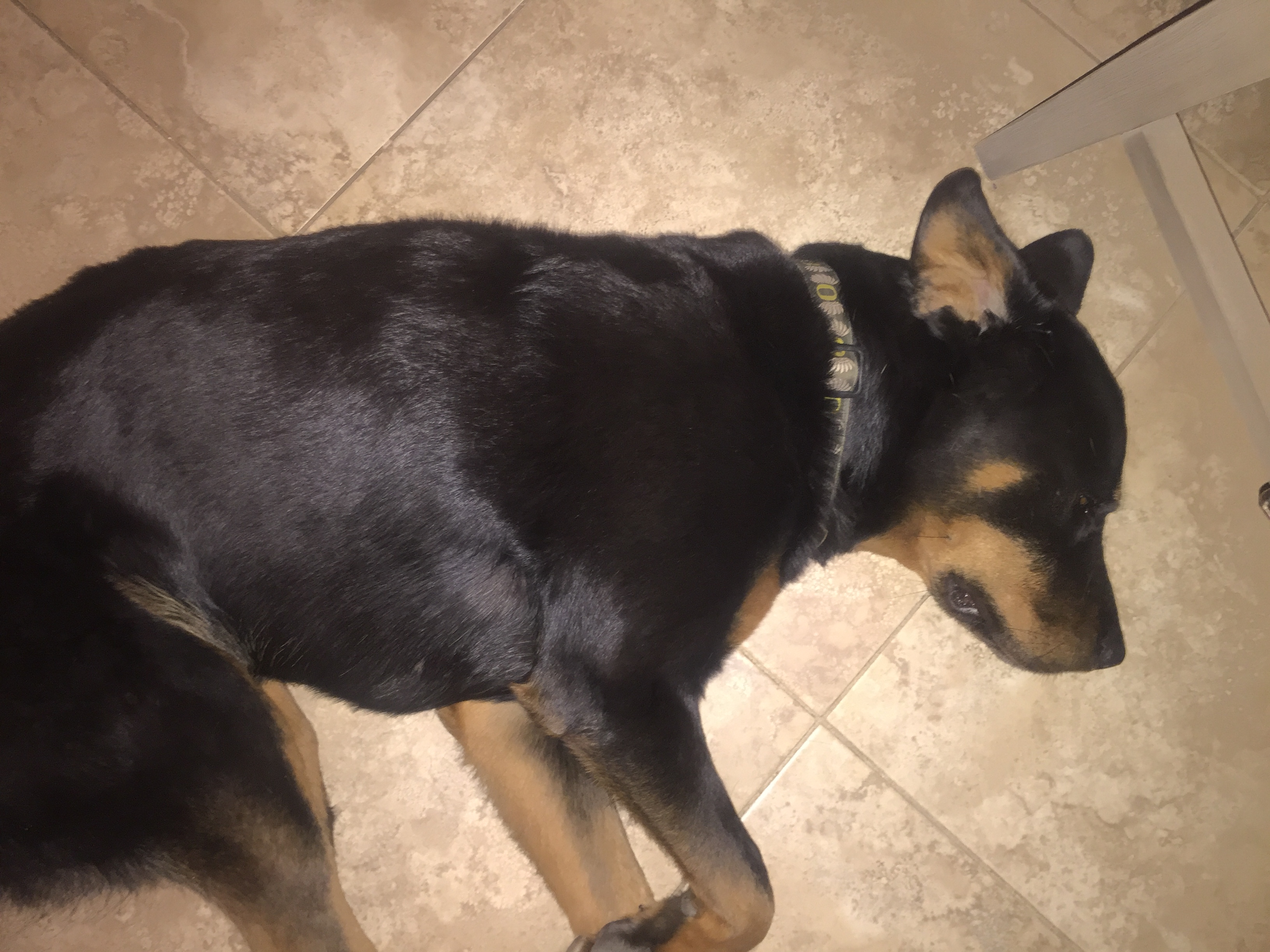 adoptable Dog in Nyack,NY named Chloe