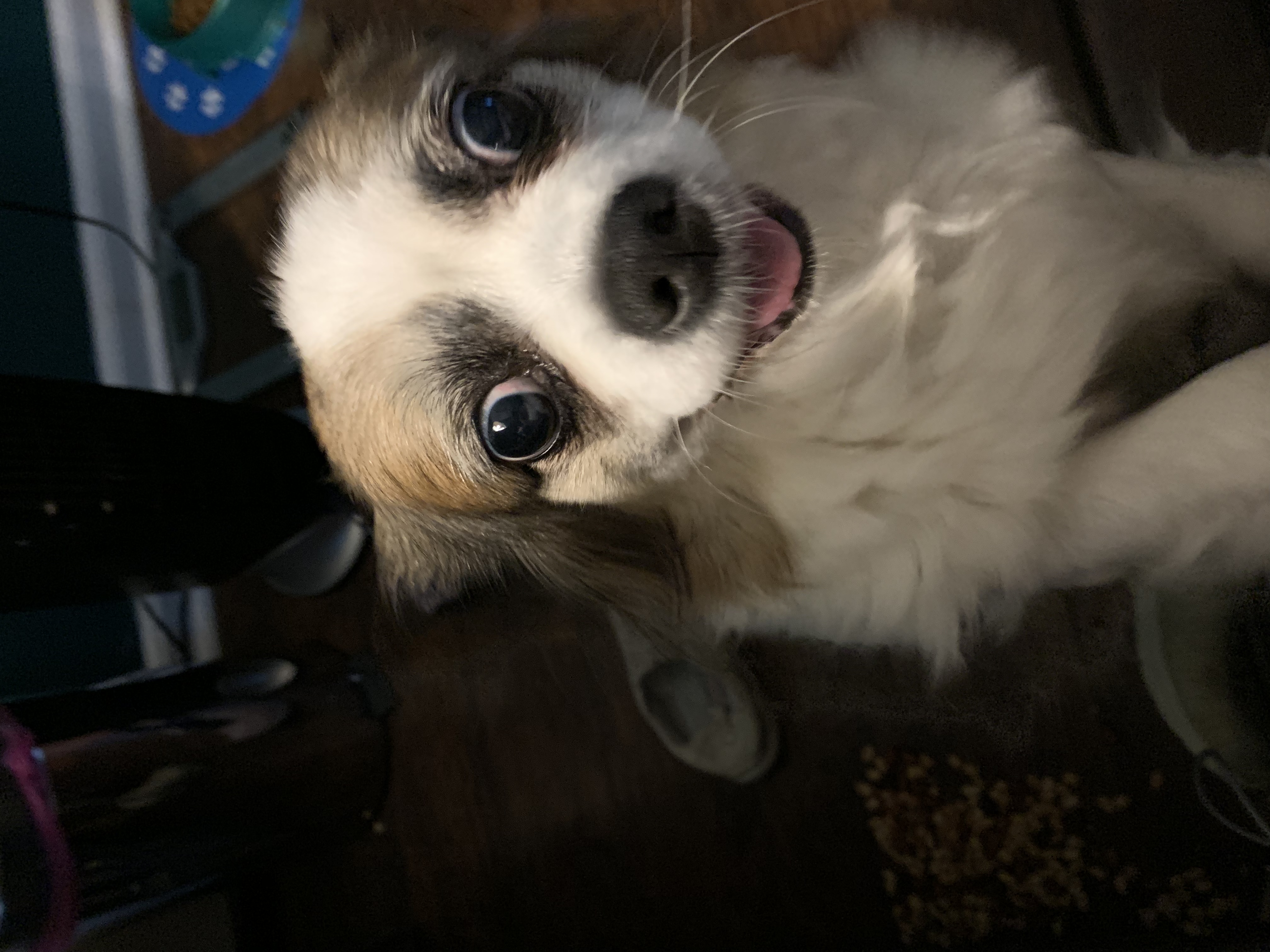 adoptable Dog in Helena,AL named Sissy