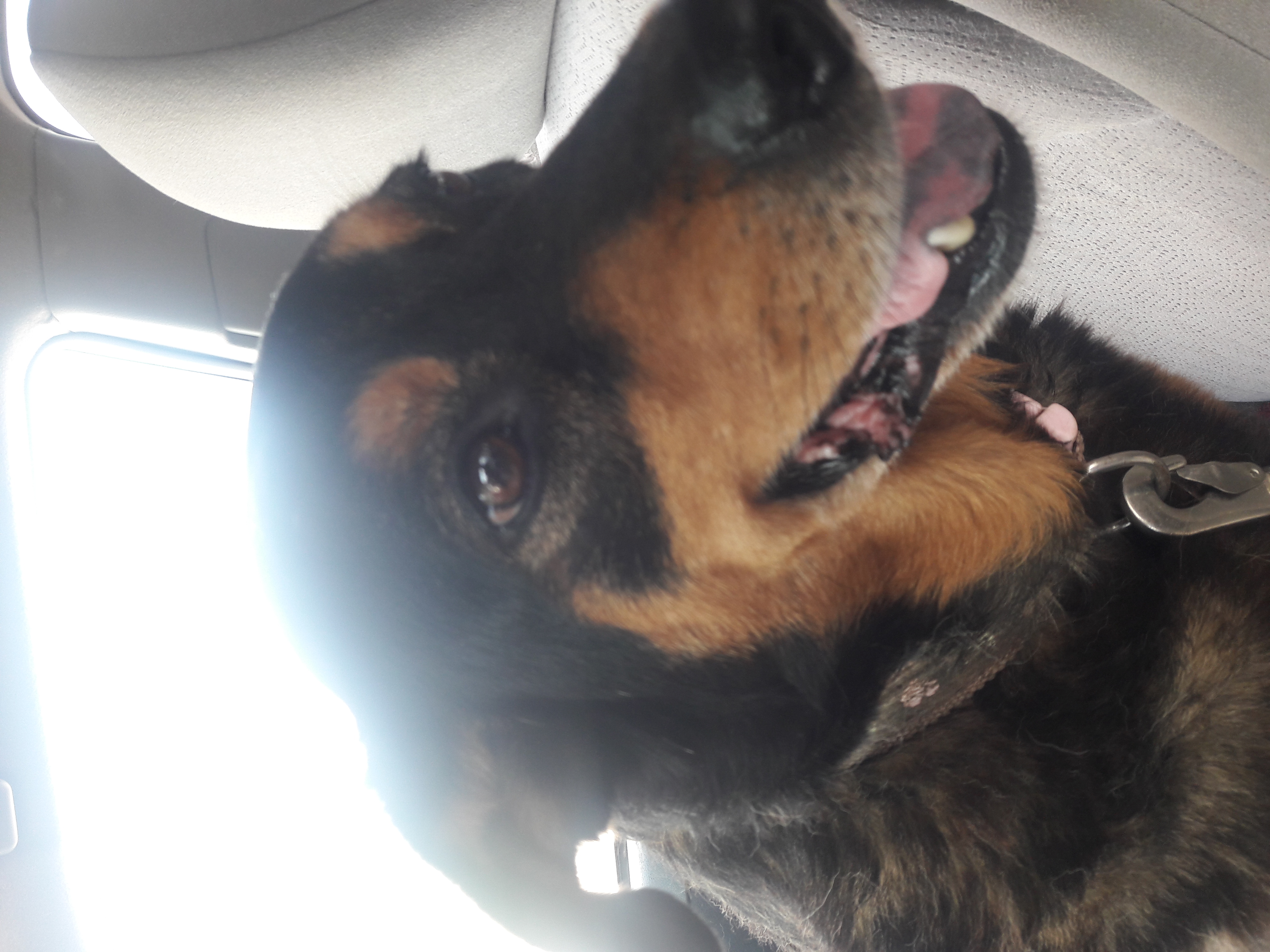 adoptable Dog in Gatesville,TX named Shania 