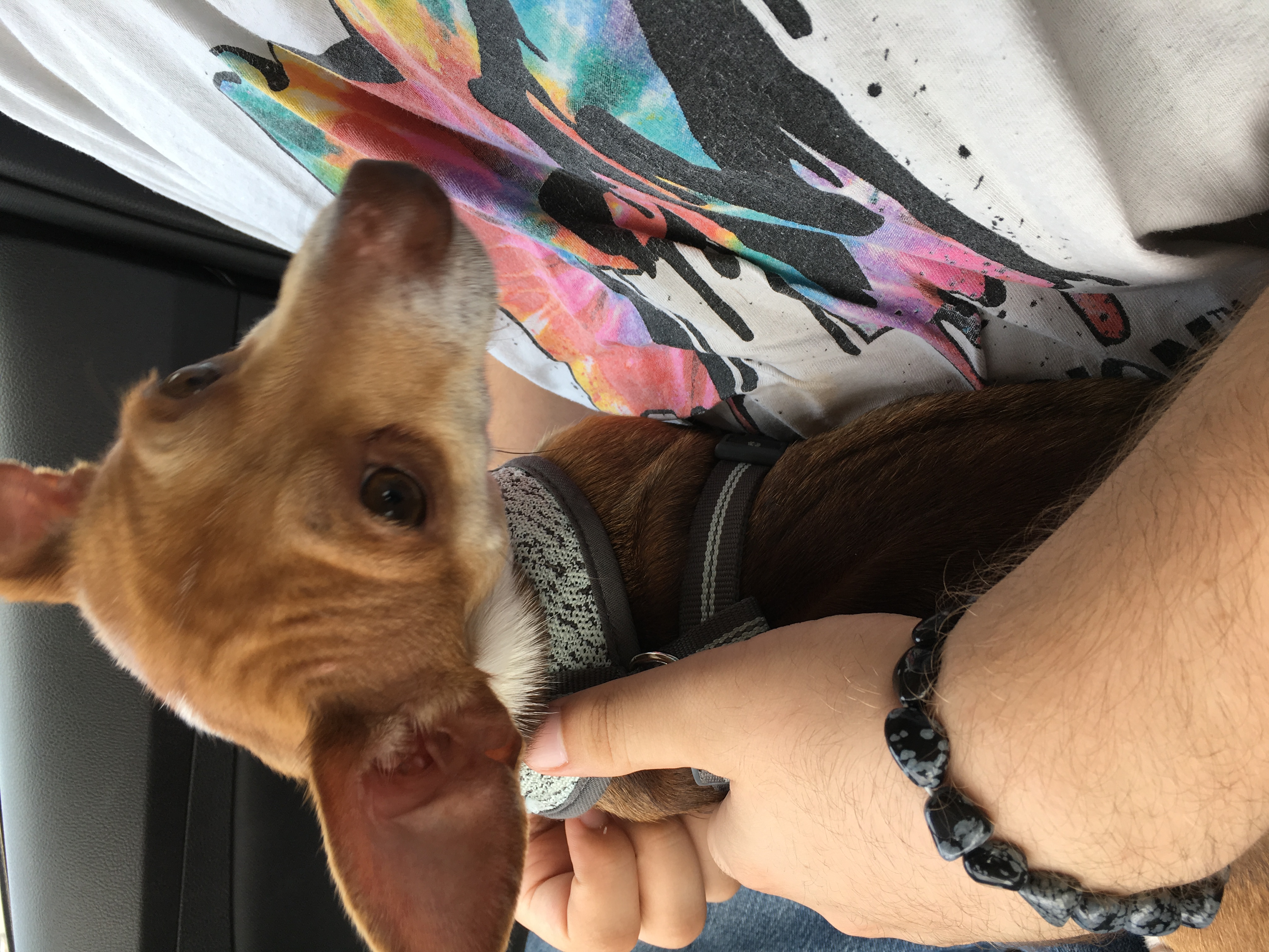 adoptable Dog in Carrollton,TX named Chili