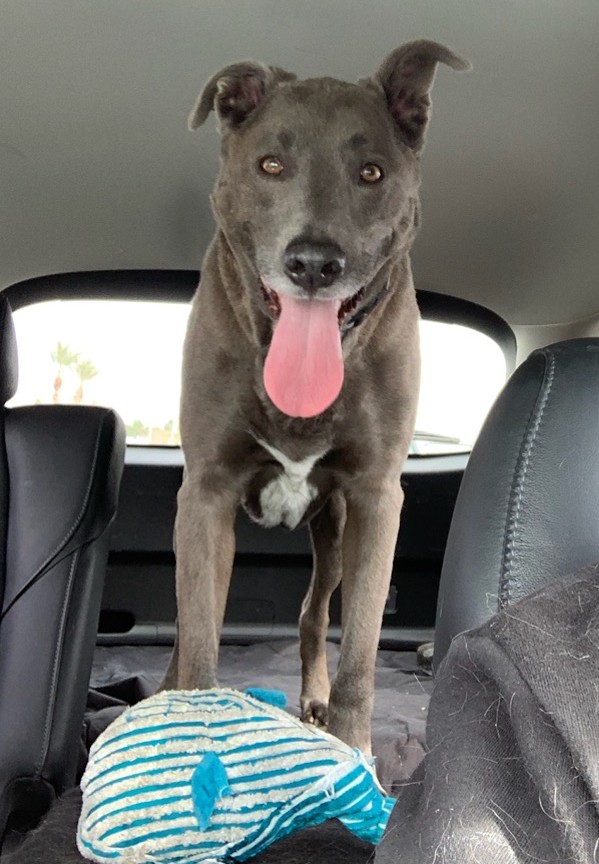 adoptable Dog in Las Vegas,NV named Blue