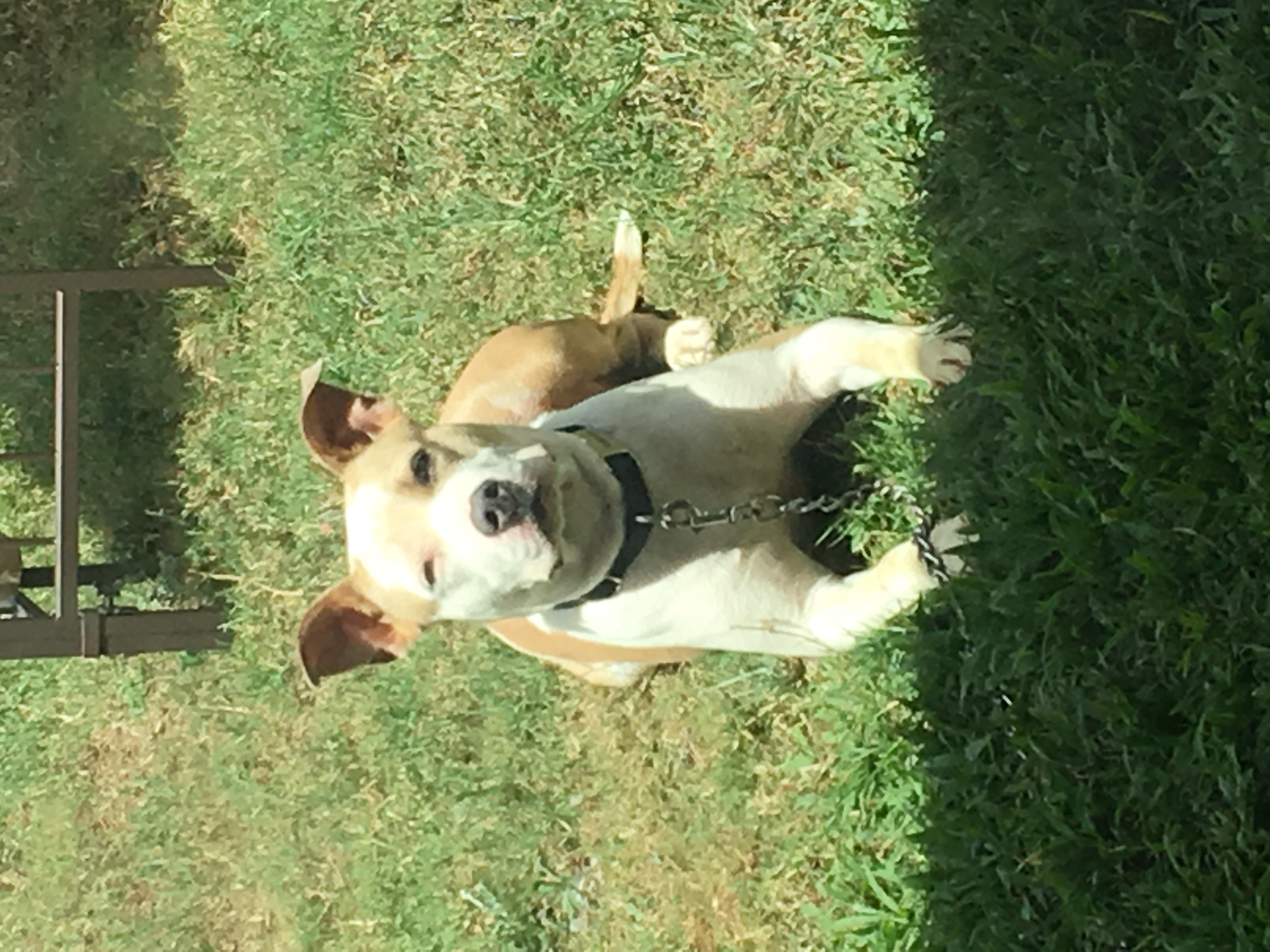 adoptable Dog in Wahiawa,HI named Coco 