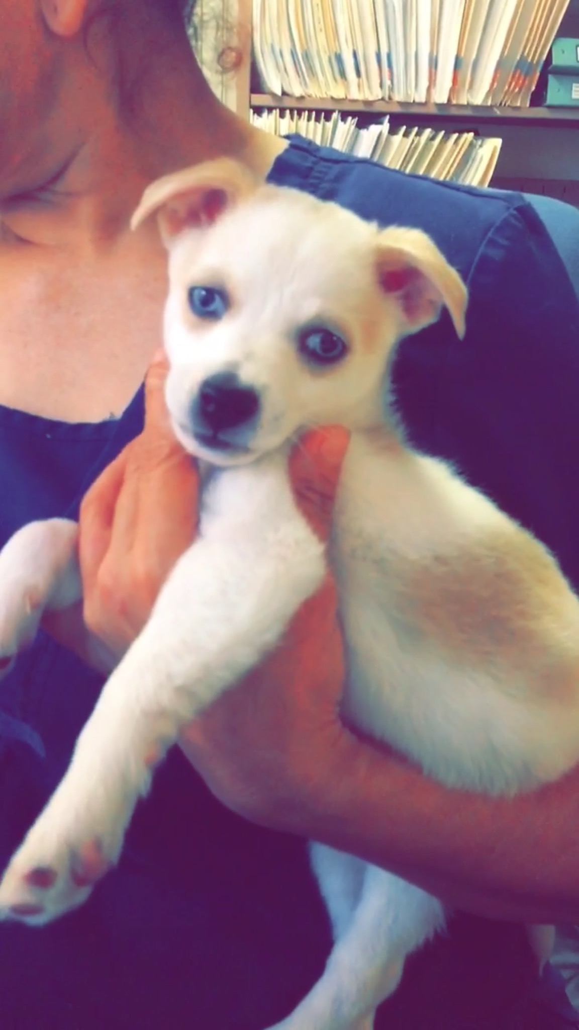adoptable Dog in Peoria,AZ named Blue