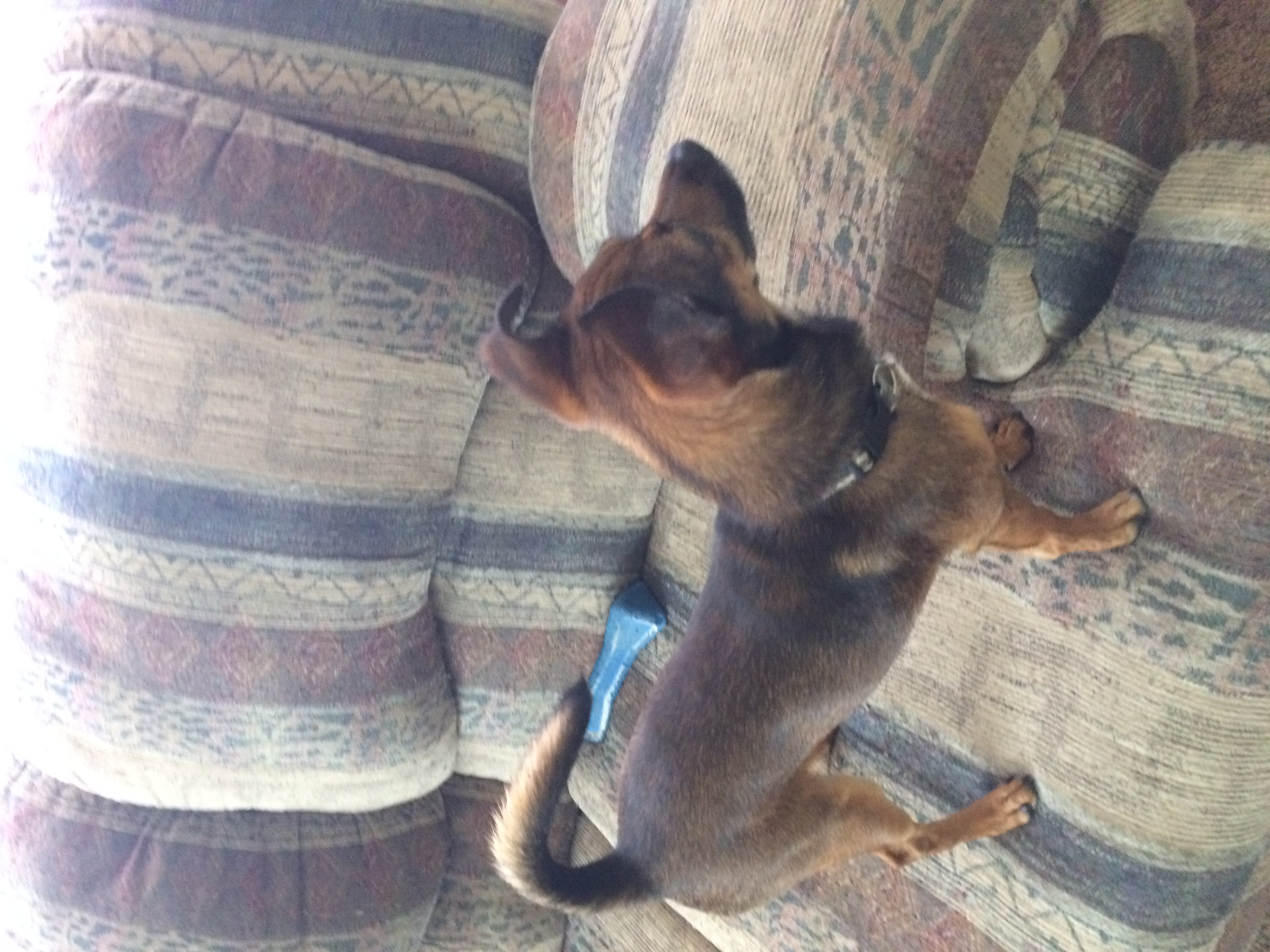 adoptable Dog in Muncie,IN named Cody