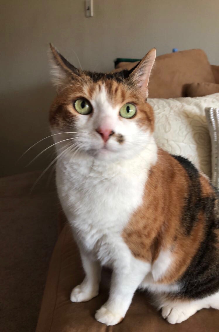 adoptable Cat in Commack,NY named Noel 