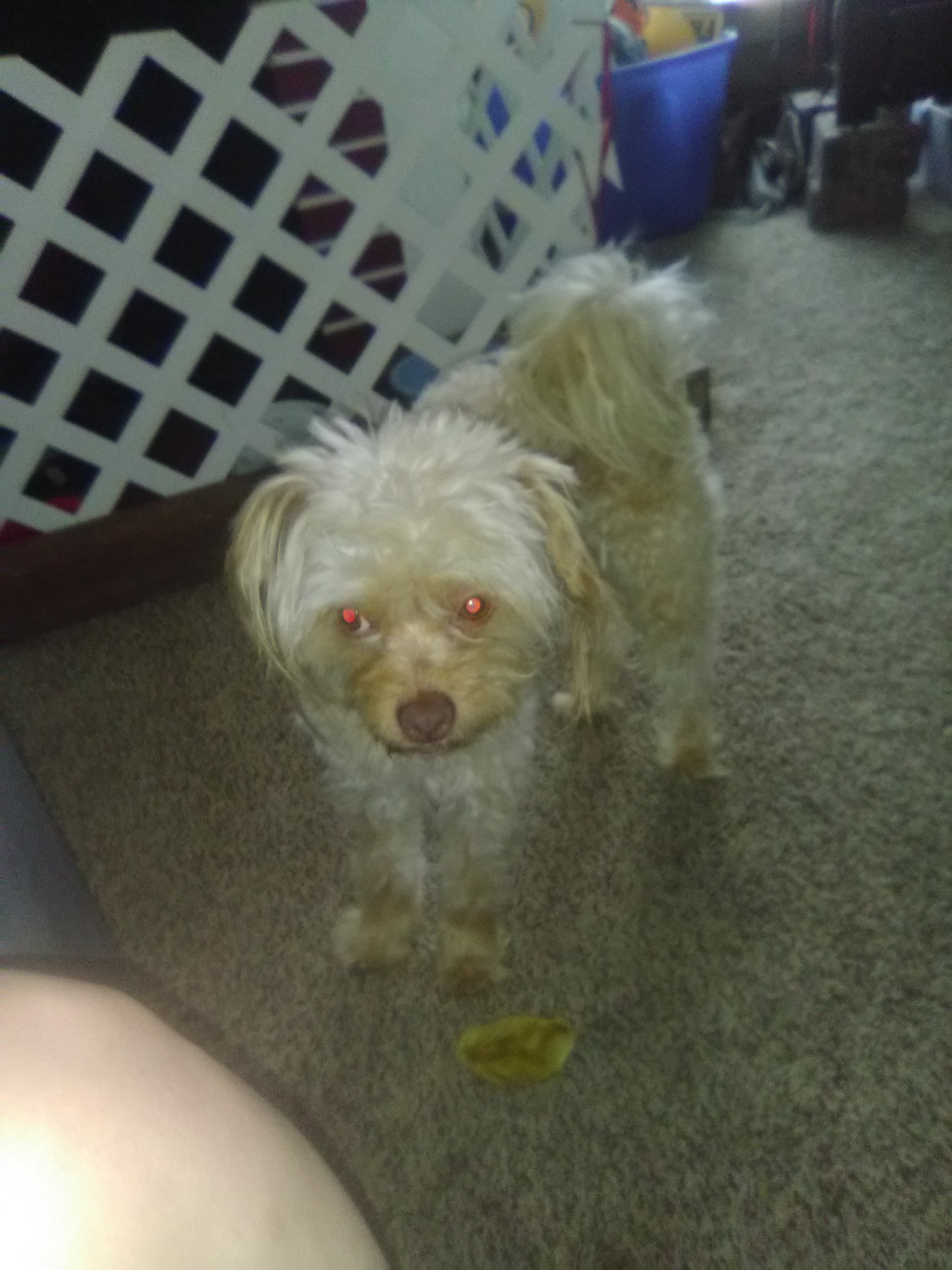 adoptable Dog in Yakima,WA named Oliver