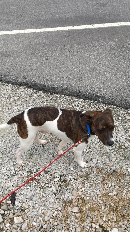adoptable Dog in Crothersville,IN named Unknown