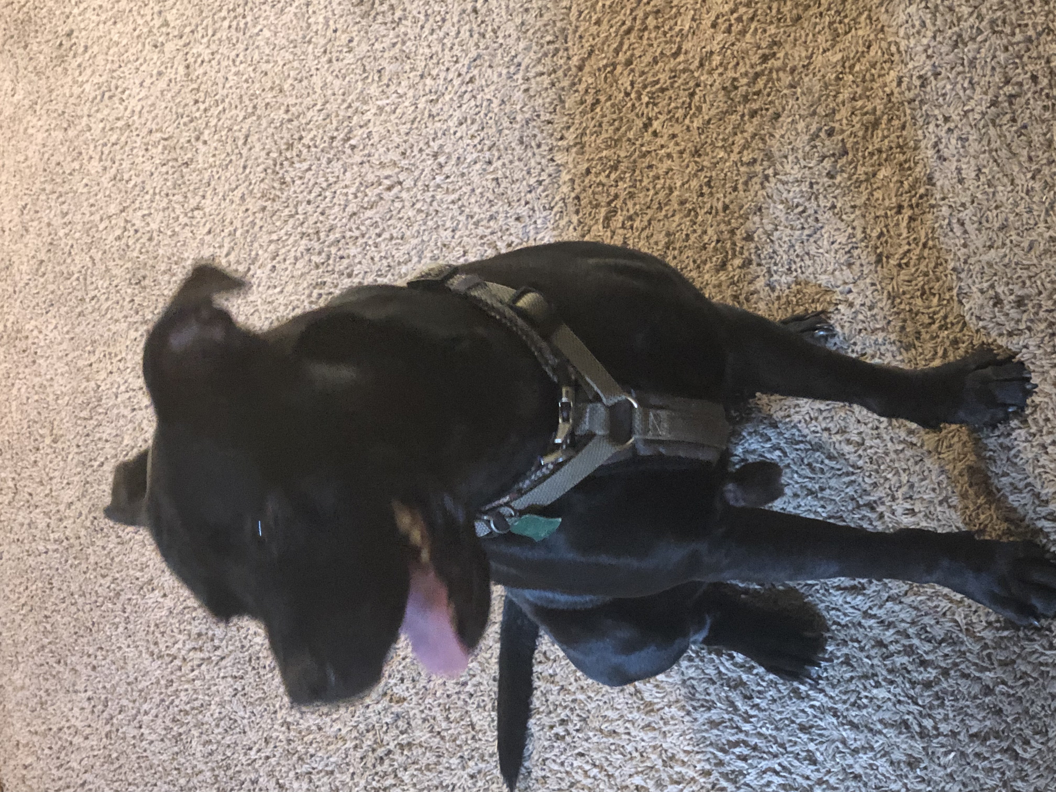 adoptable Dog in Killeen,TX named JoJo