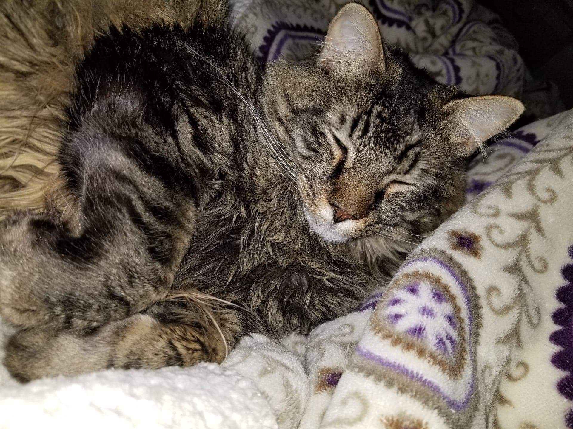adoptable Cat in Mesa,AZ named Bitters