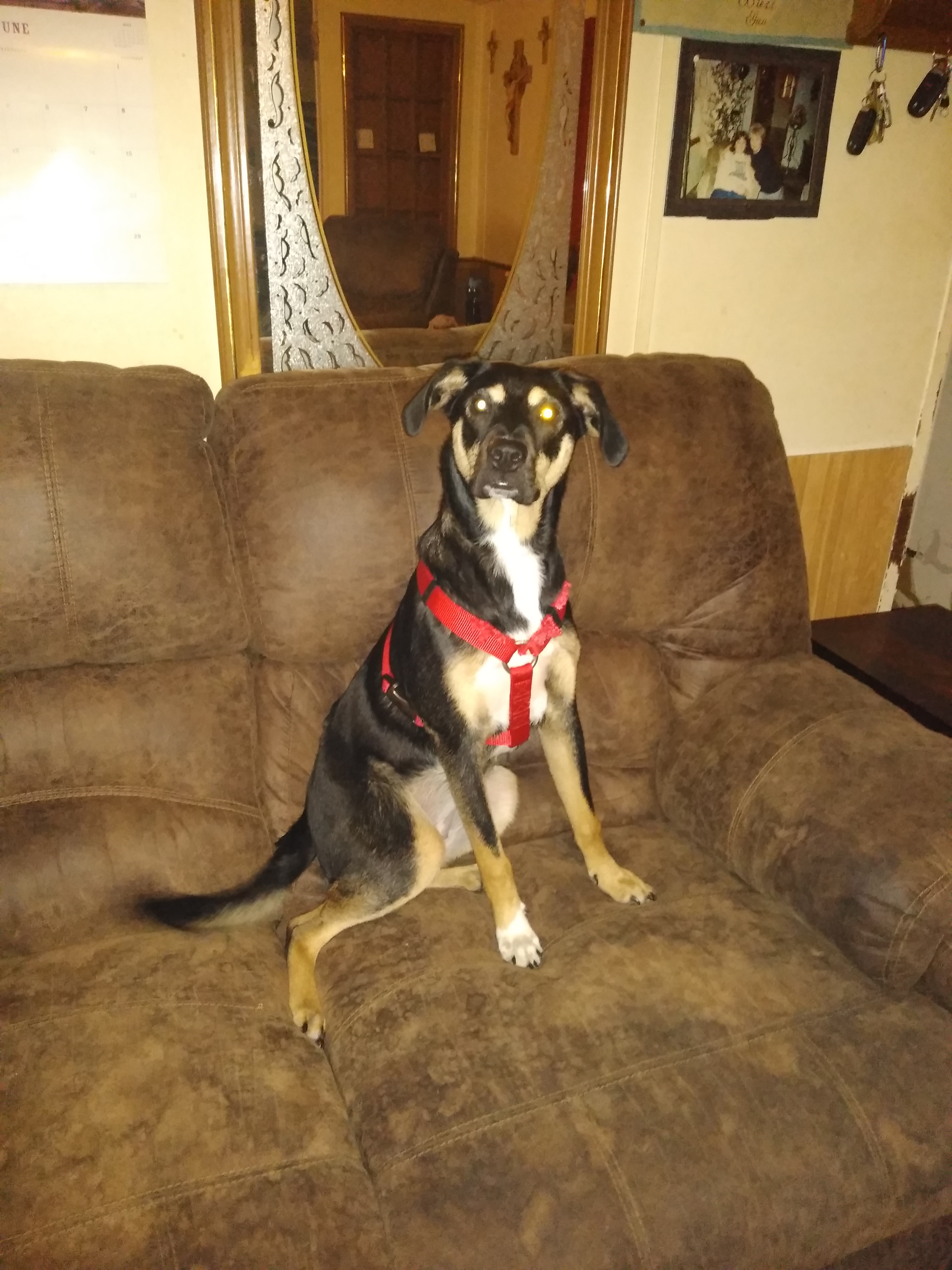 adoptable Dog in Lufkin,TX named Star