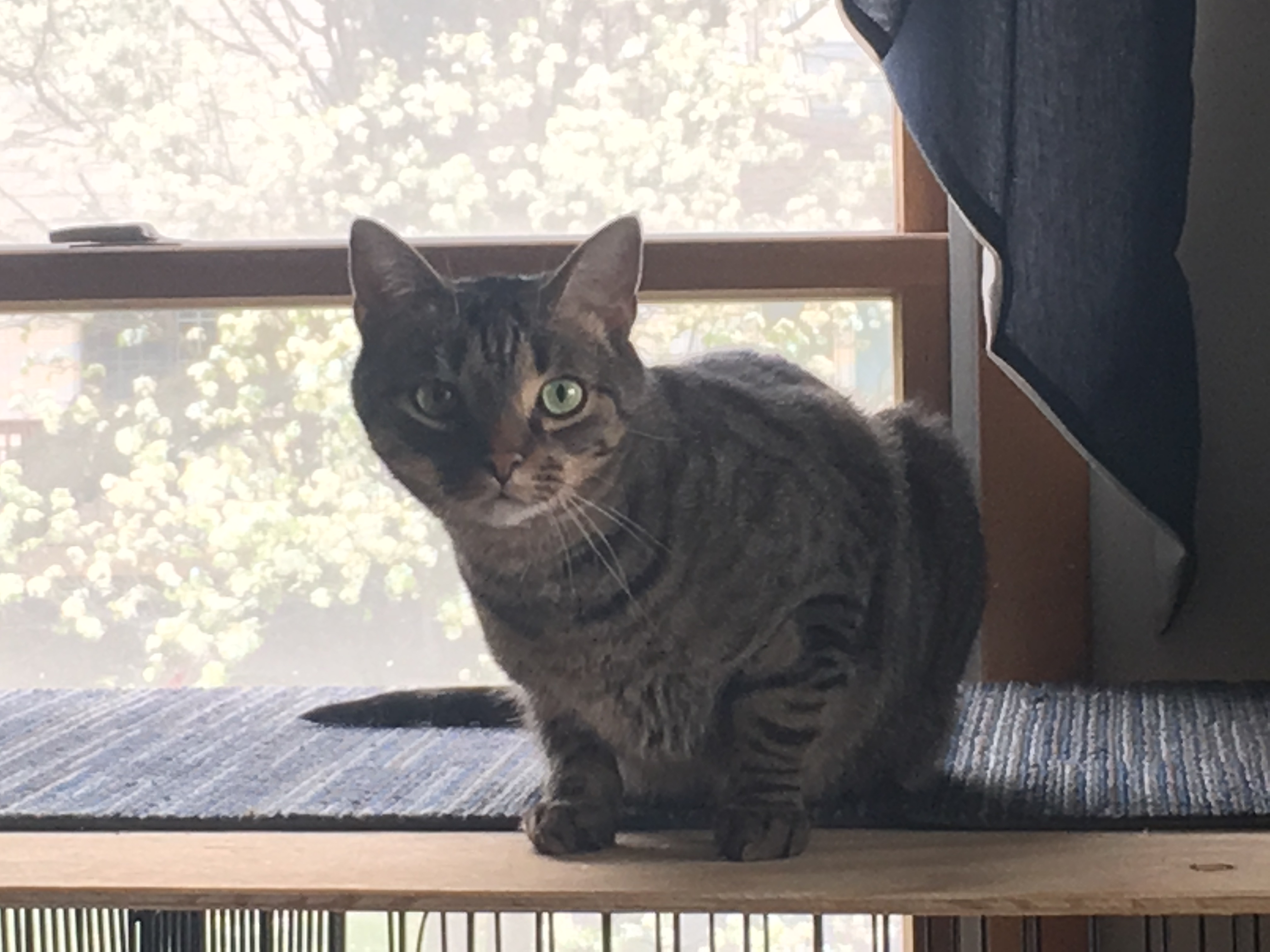 adoptable Cat in Carlisle,PA named Tigger
