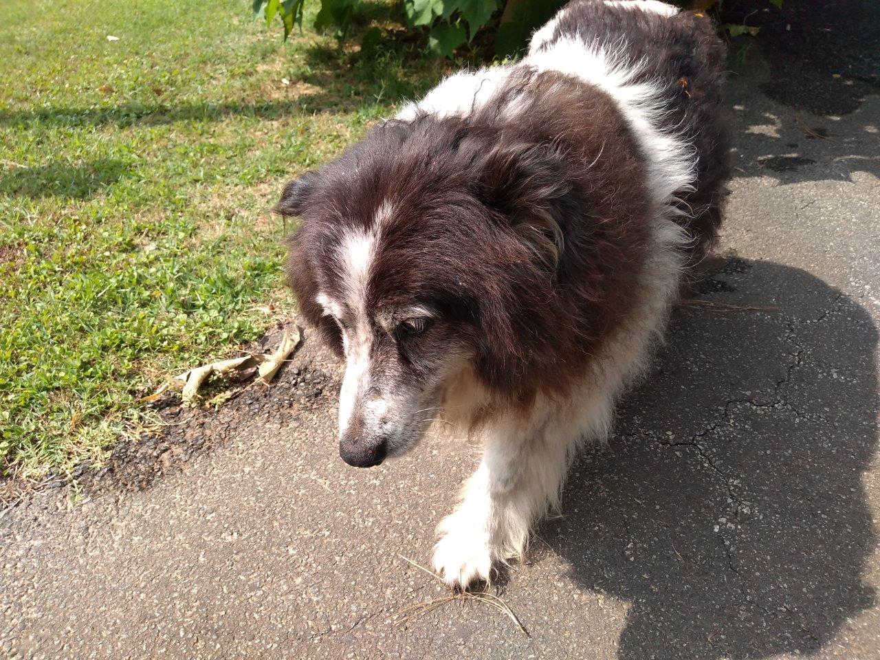 adoptable Dog in Norcross,GA named Spot