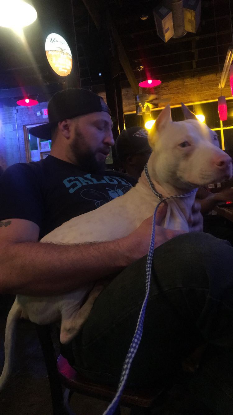 adoptable Dog in Charlotte,NC named Dertoit