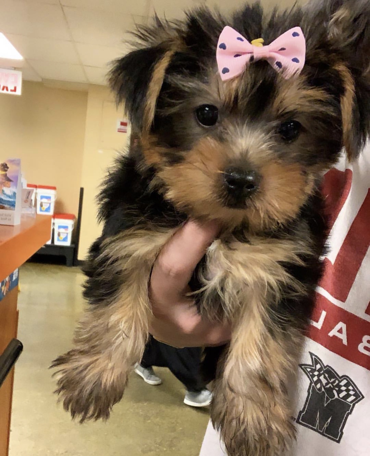 Yorkies For Sale Brooklyn Ny 84 - hjxoyle