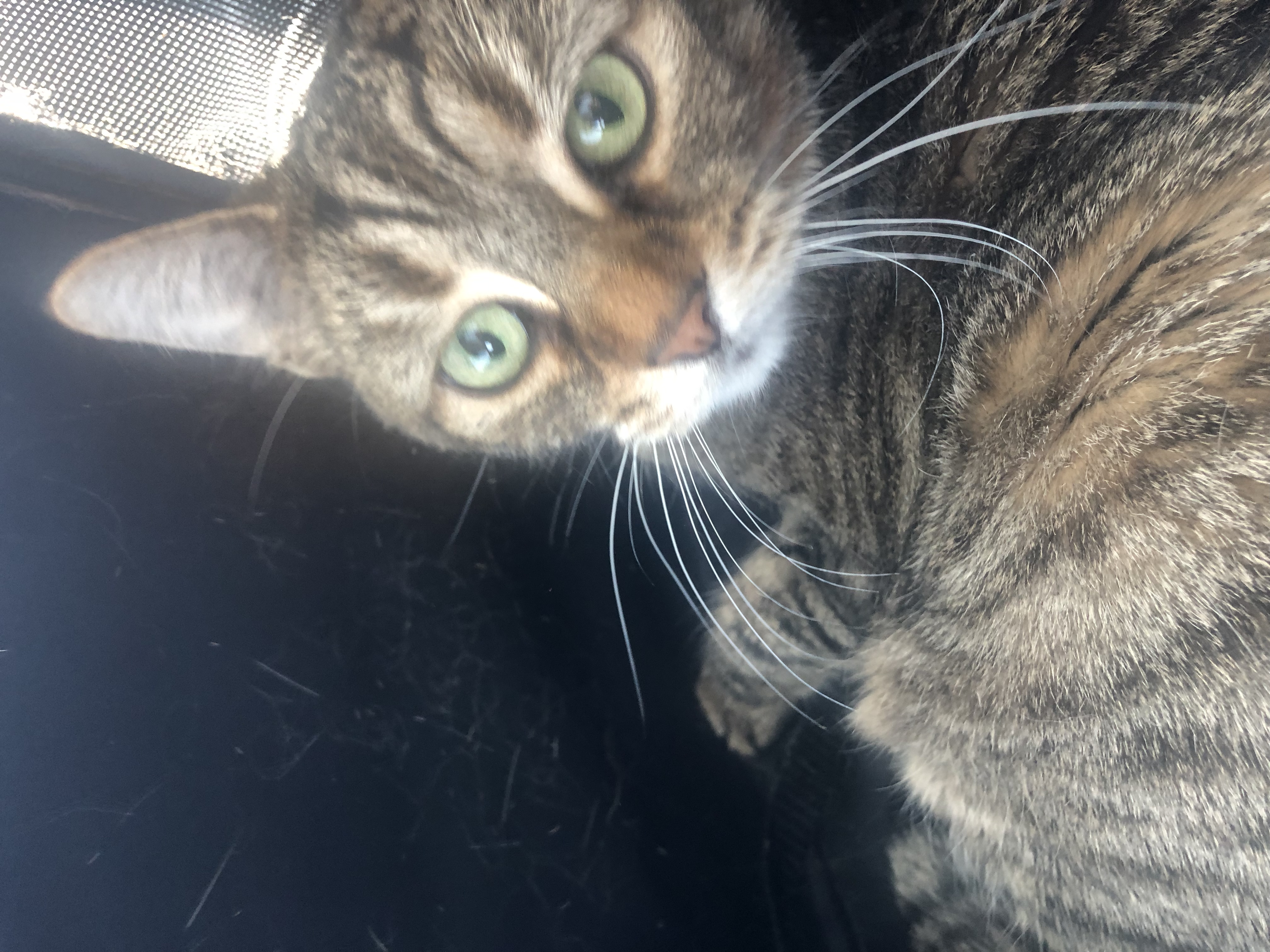 adoptable Cat in Kalamazoo,MI named Bitty