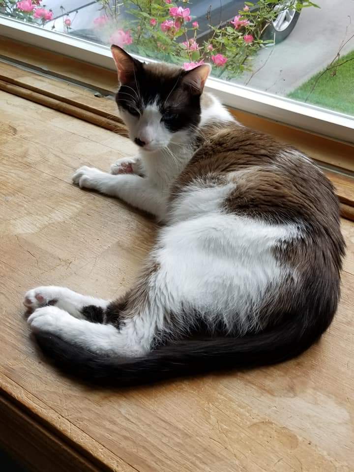 adoptable Cat in Hamilton,OH named Stevie