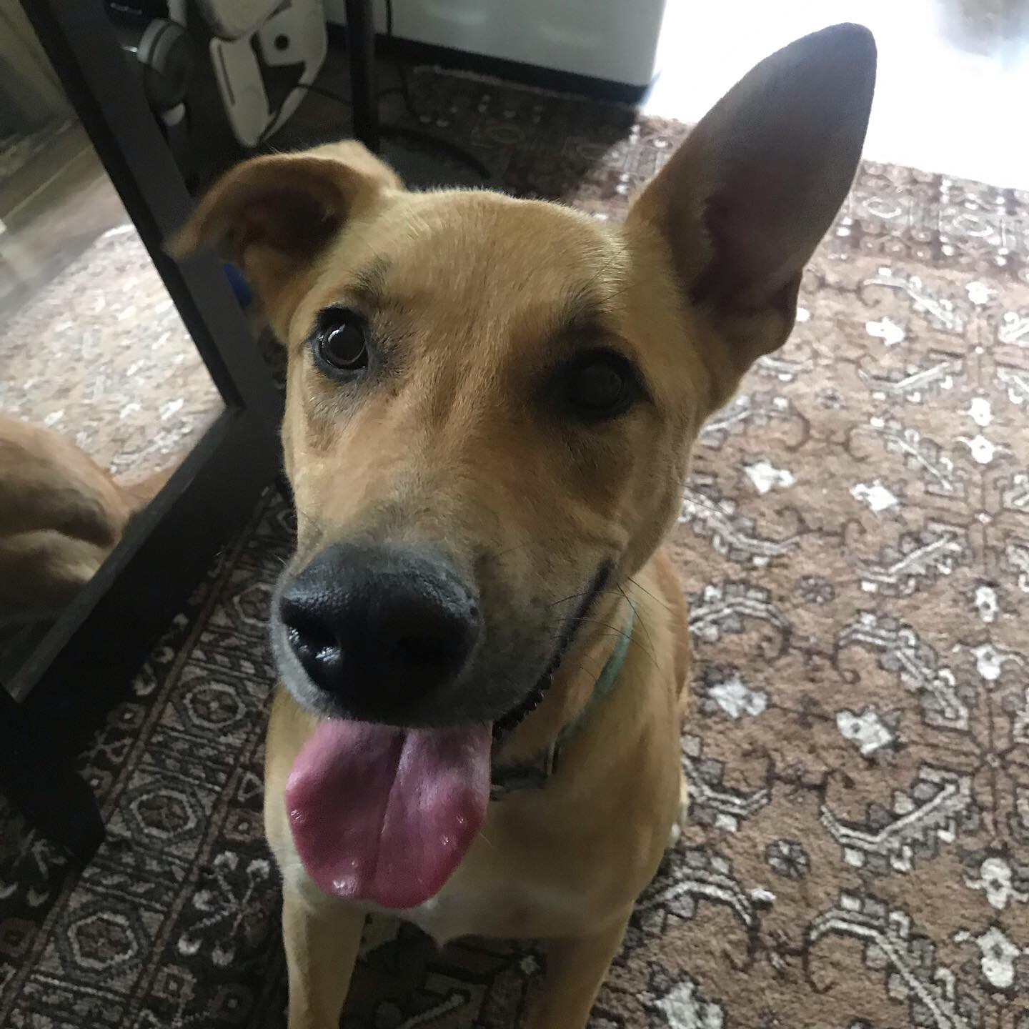 adoptable Dog in Terrell,TX named No name 