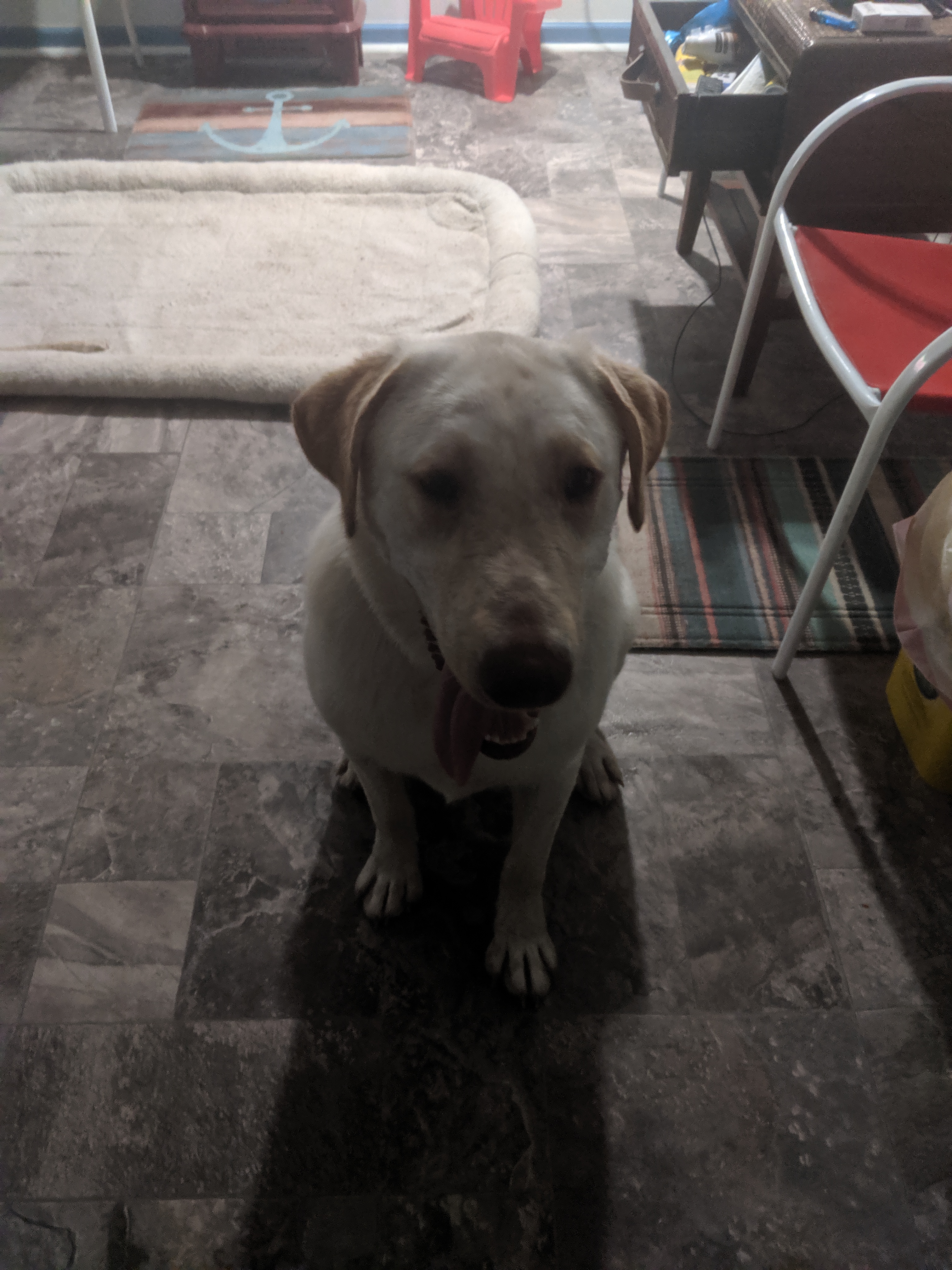 adoptable Dog in Dickinson,TX named McGee