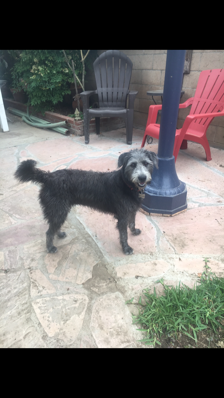 adoptable Dog in Fullerton,CA named Mavis