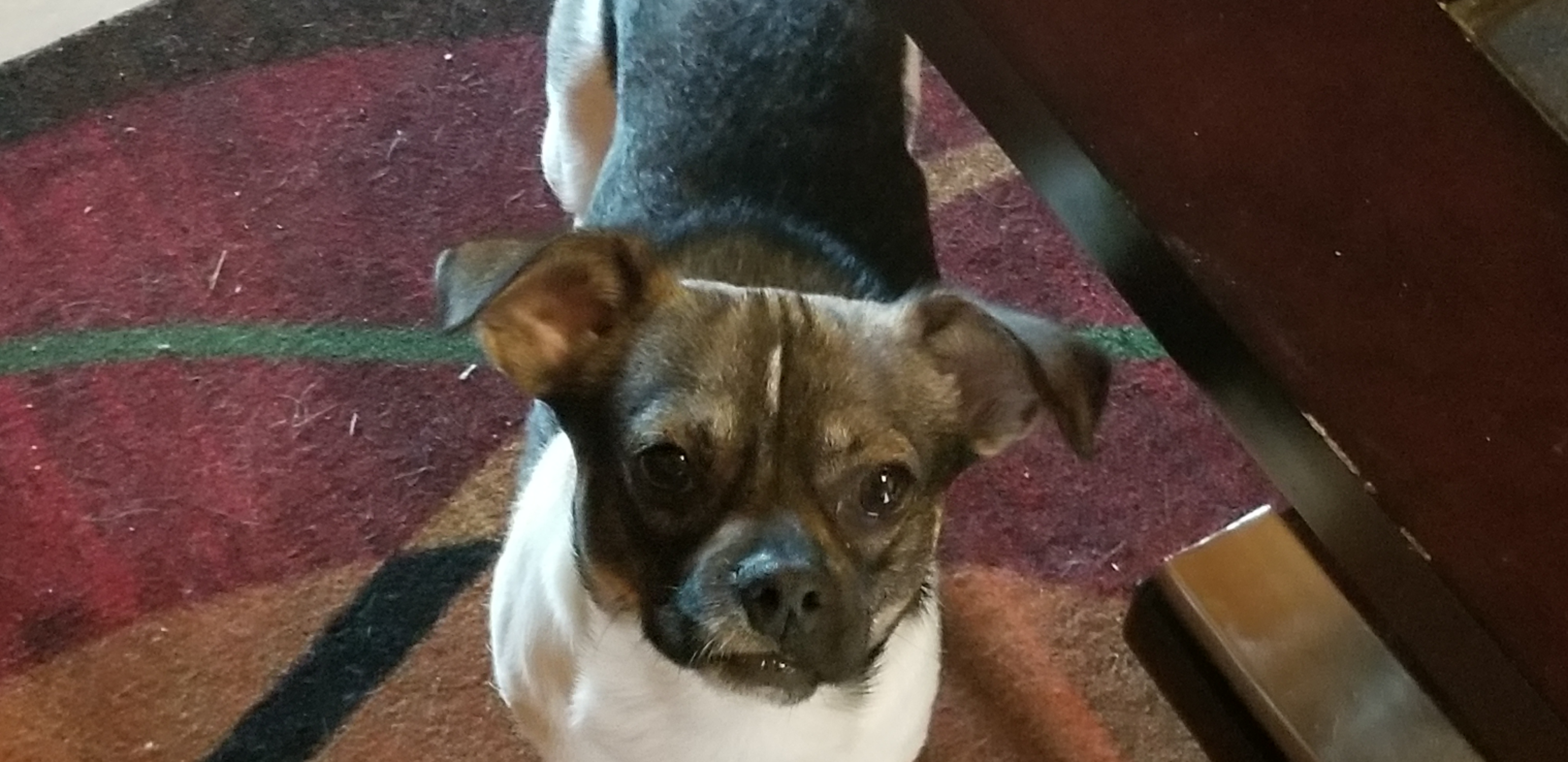 adoptable Dog in Killeen,TX named Gizmo