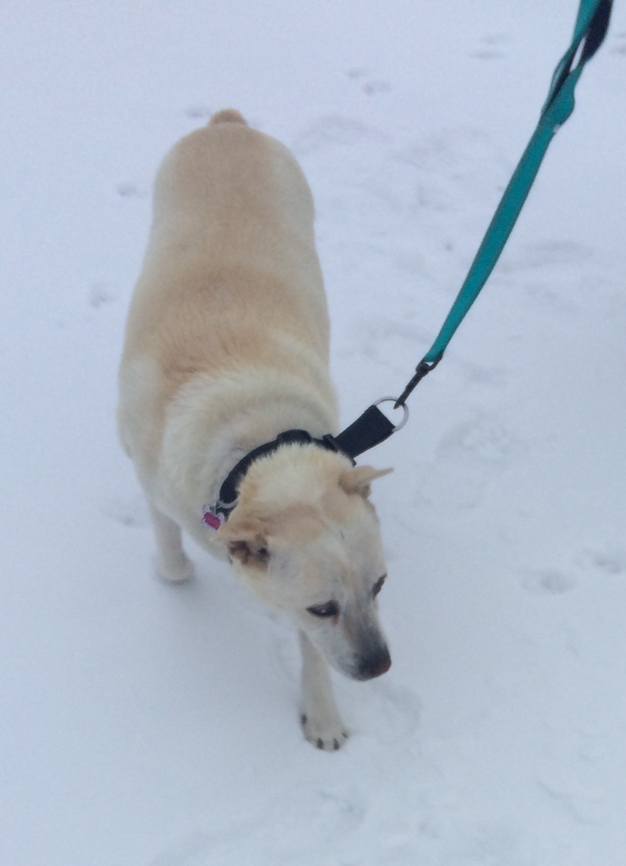 adoptable Dog in Danbury,CT named MeiMei