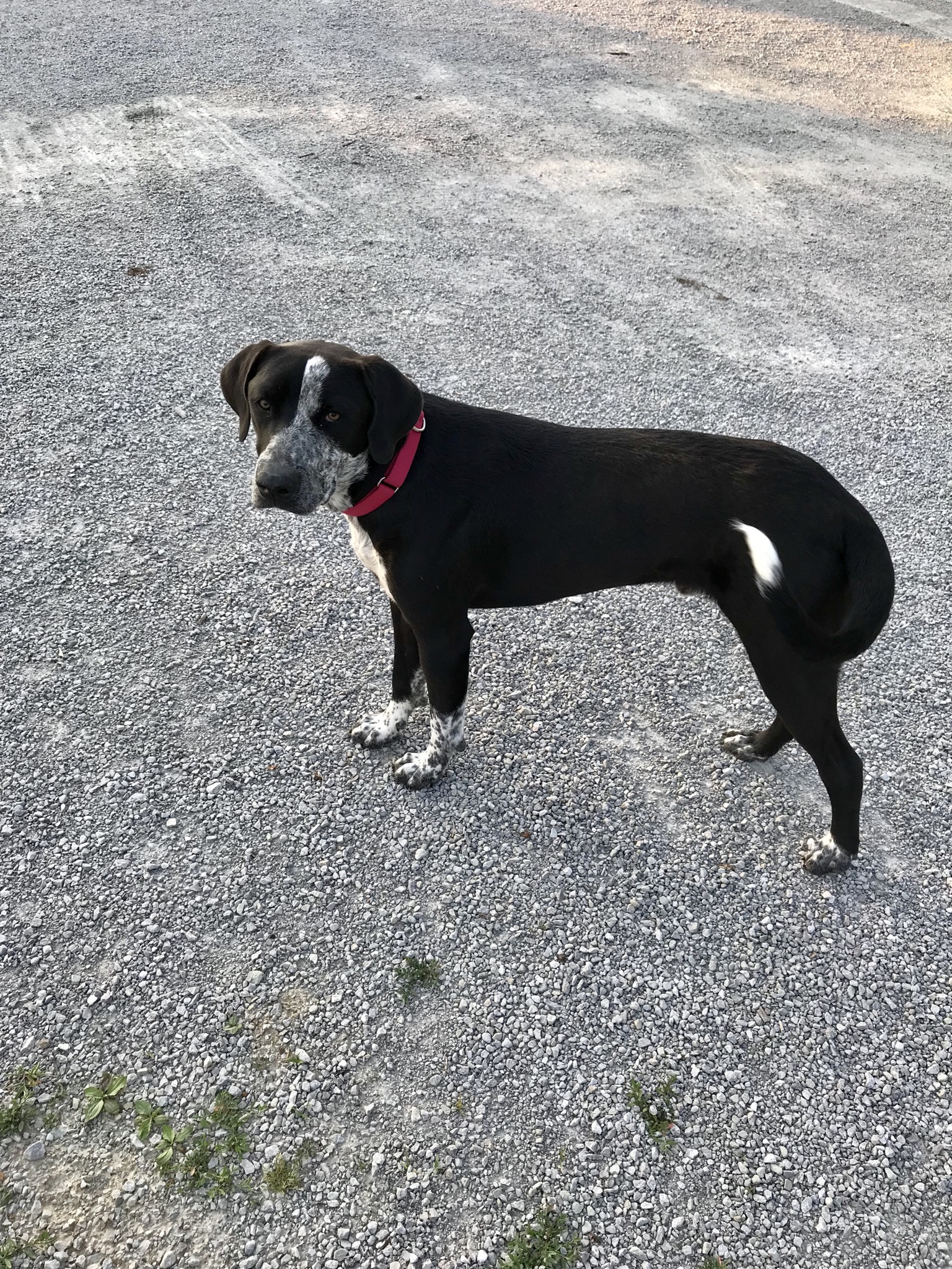 adoptable Dog in Sellersburg,IN named Buster